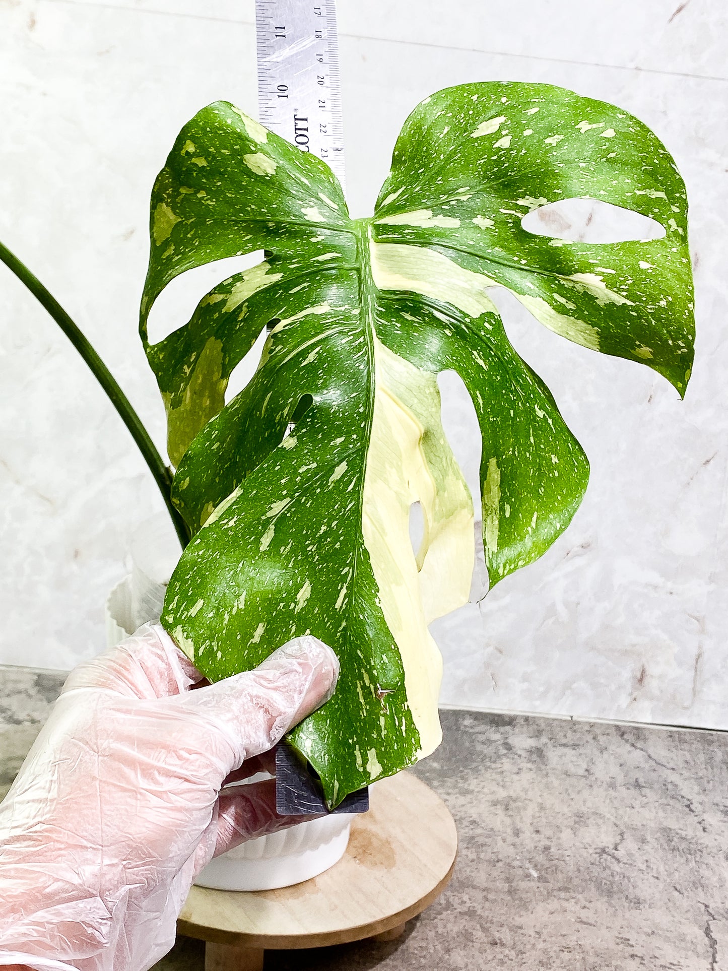 Monstera Thai Constellation 2 leaves slightly rooted