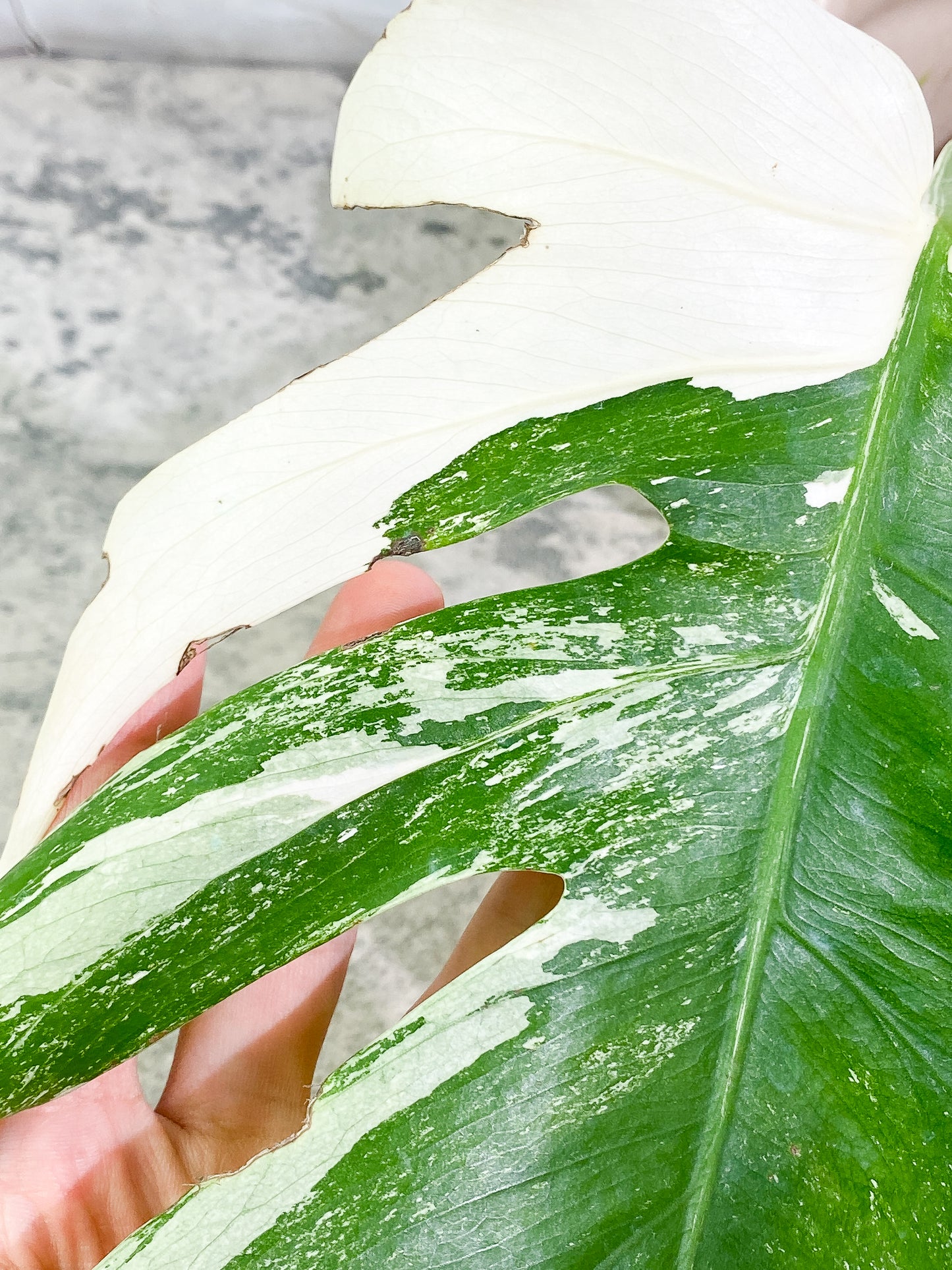 Monstera Albo Variegated 2 leaves slightly rooted