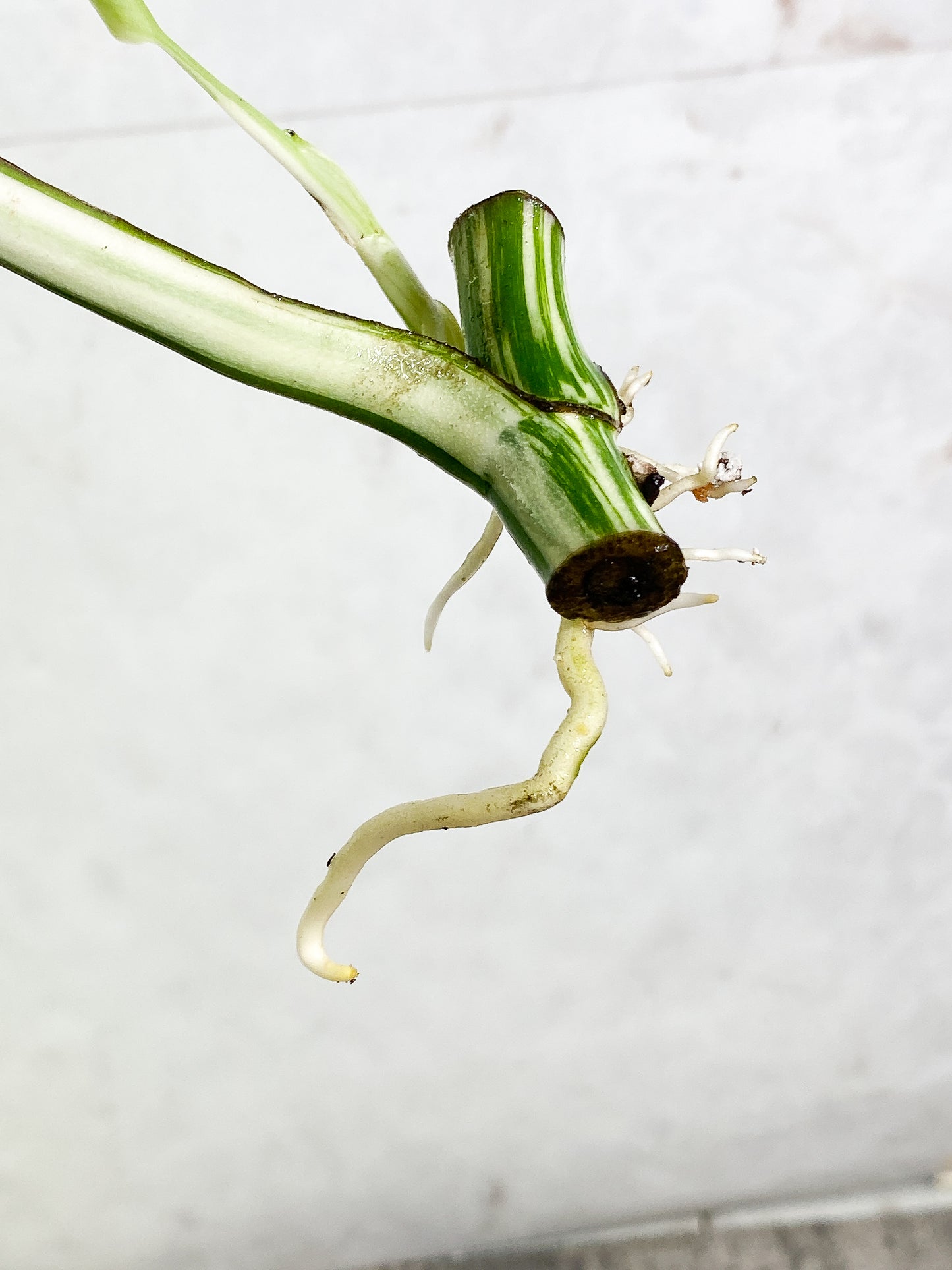 Monstera Albo Variegated 2 leaves slightly rooted