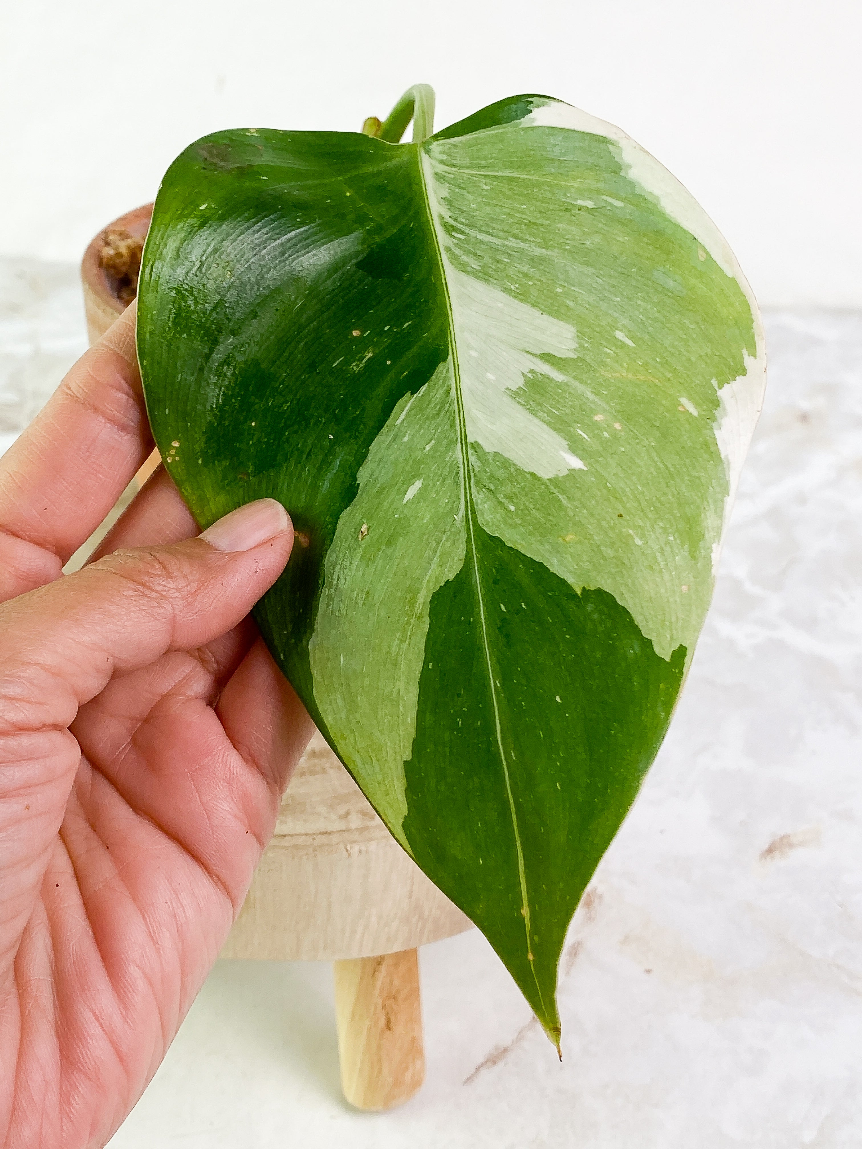 Philodendron white princess high variegation 1 leaf Rooting