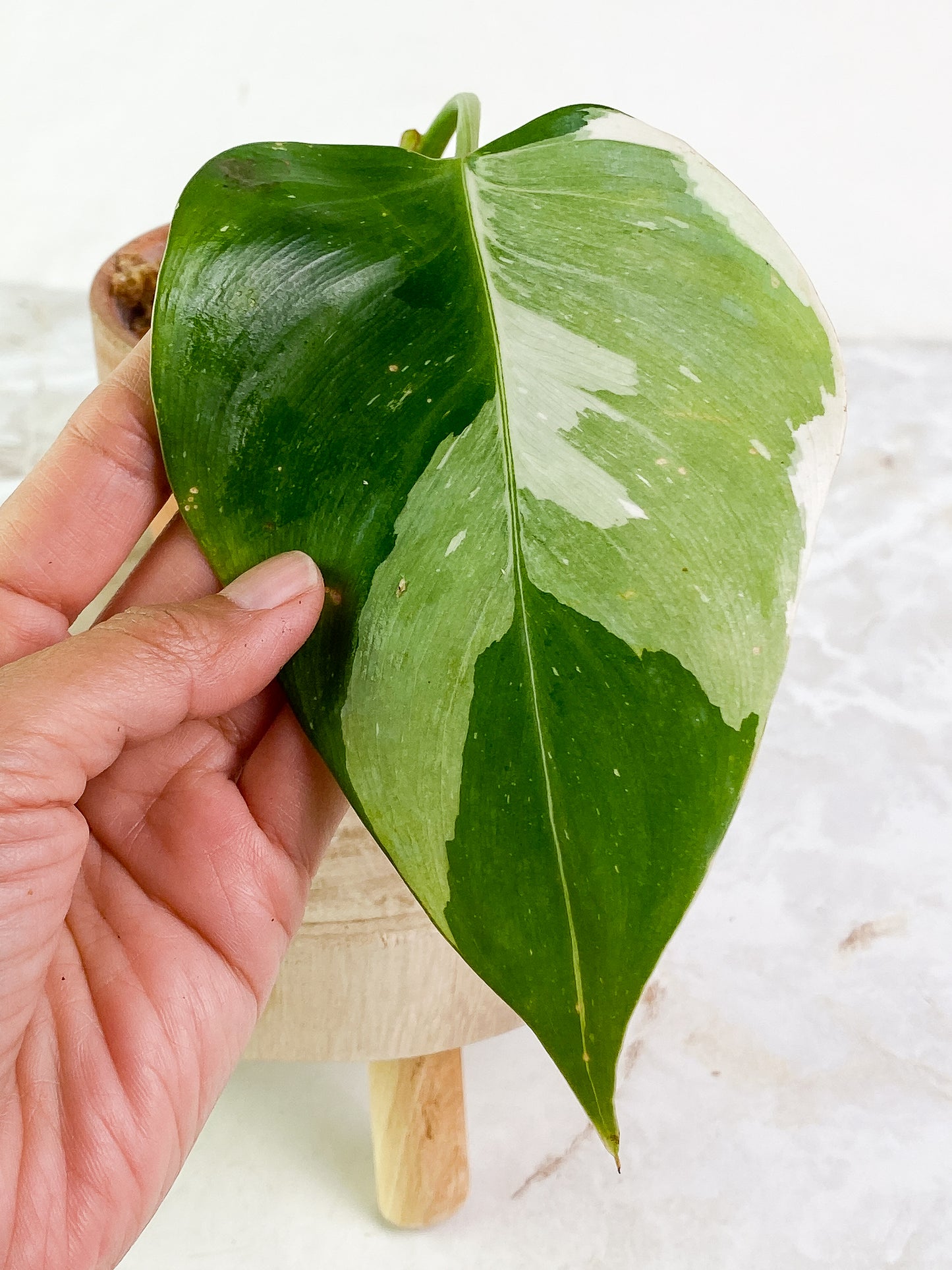 Philodendron white princess high variegation 1 leaf Rooting