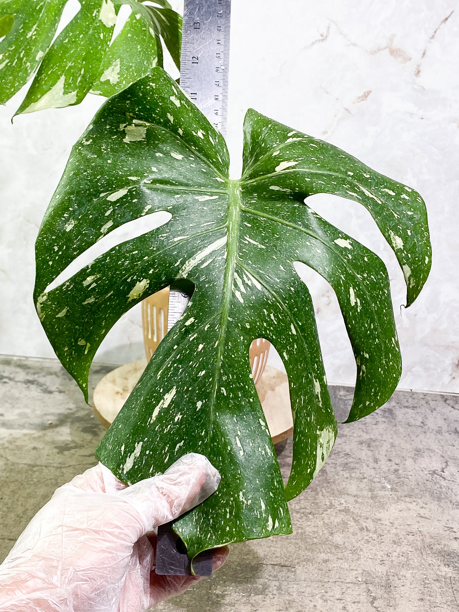 Monstera Thai Constellation 2 leaves slightly rooted