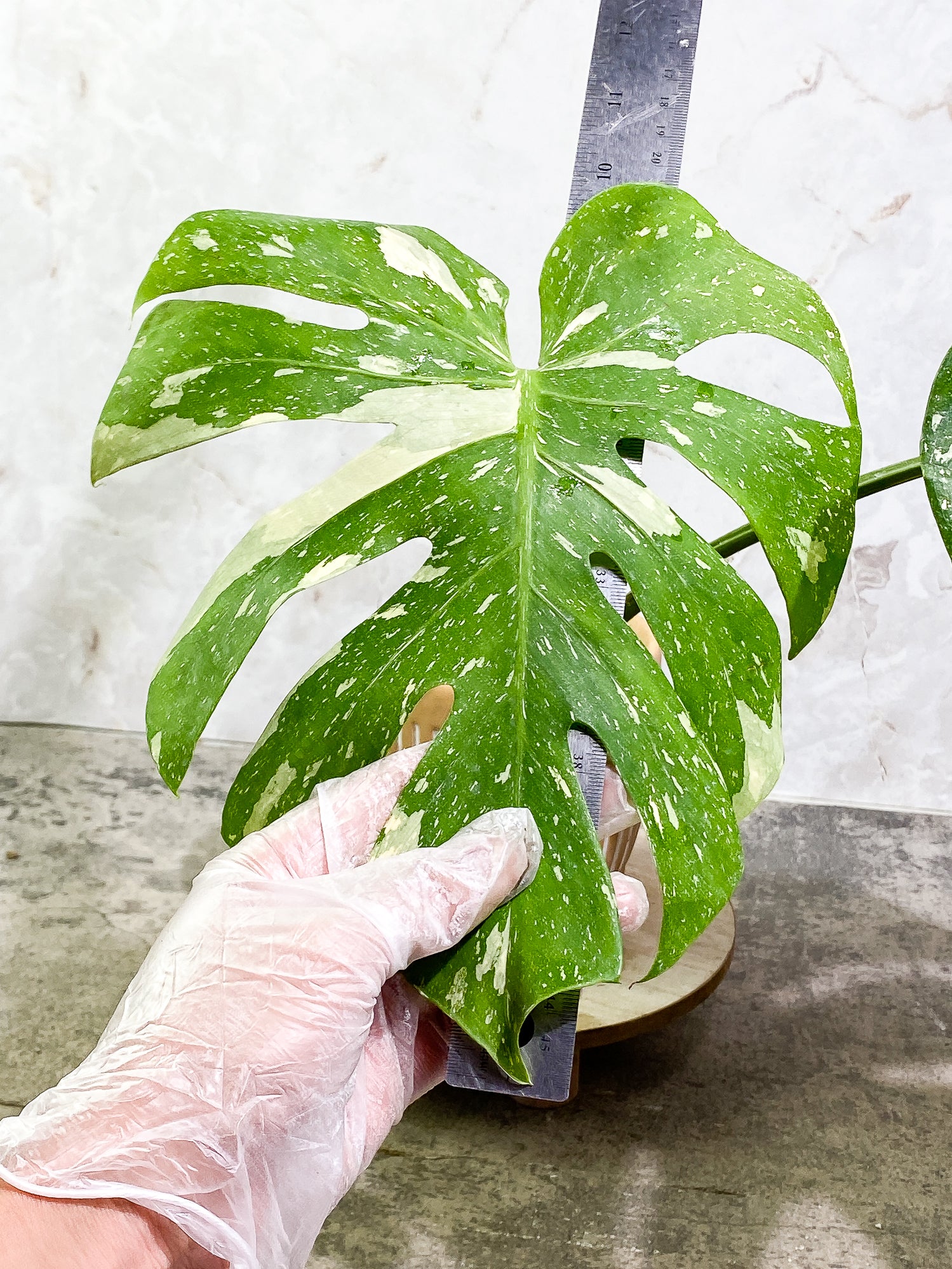 Monstera Thai Constellation 2 leaves slightly rooted