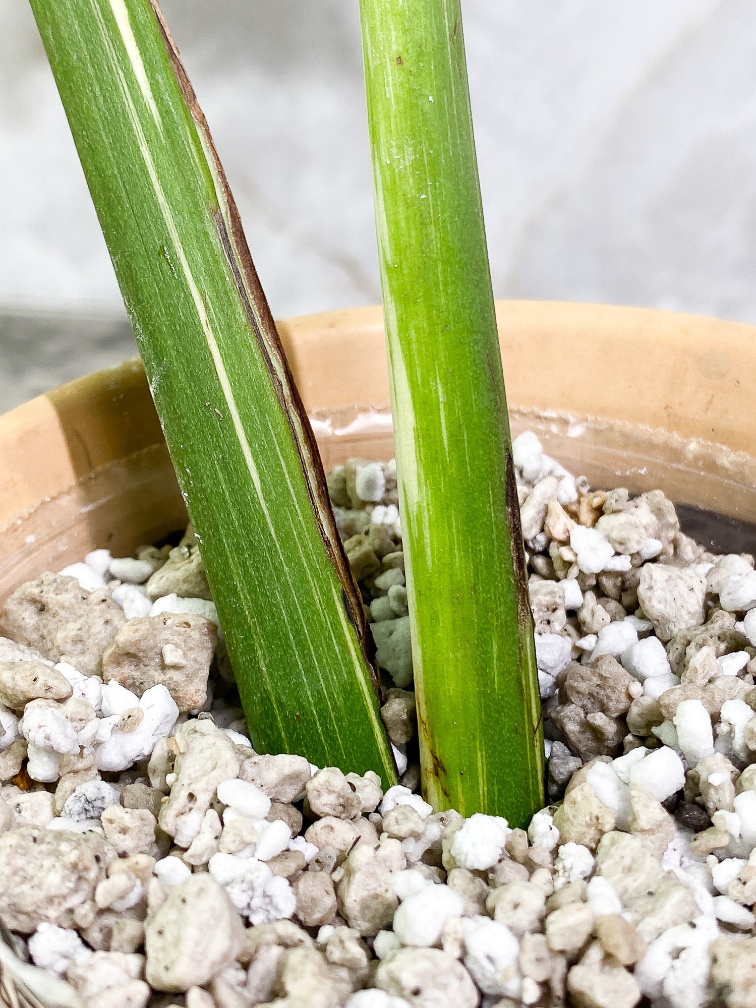 Monstera Thai Constellation 2 leaves slightly rooted