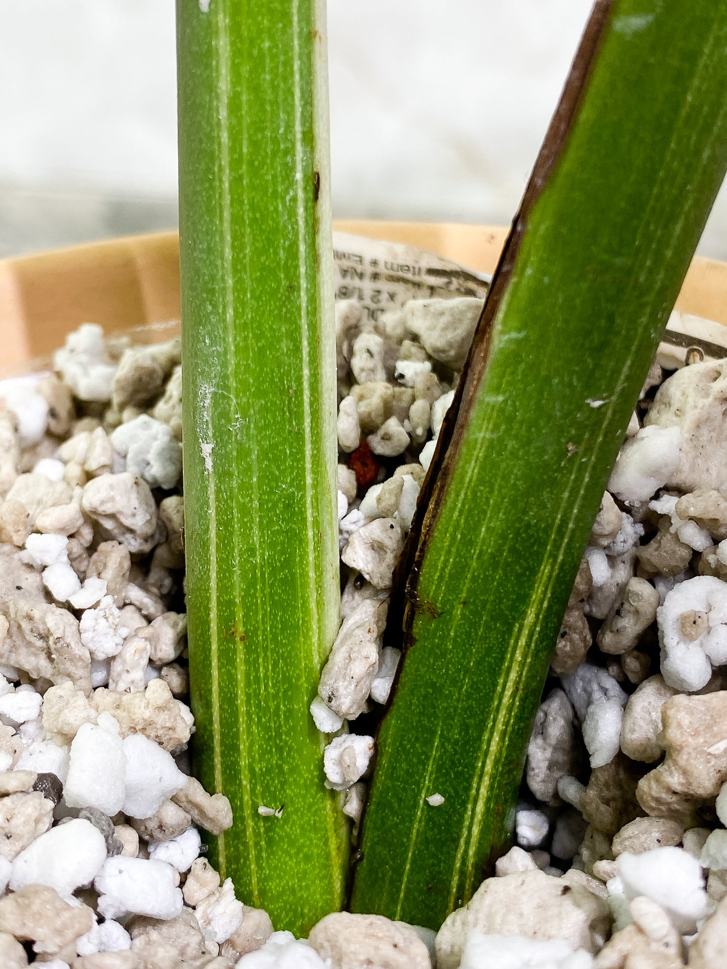 Monstera Thai Constellation 2 leaves slightly rooted