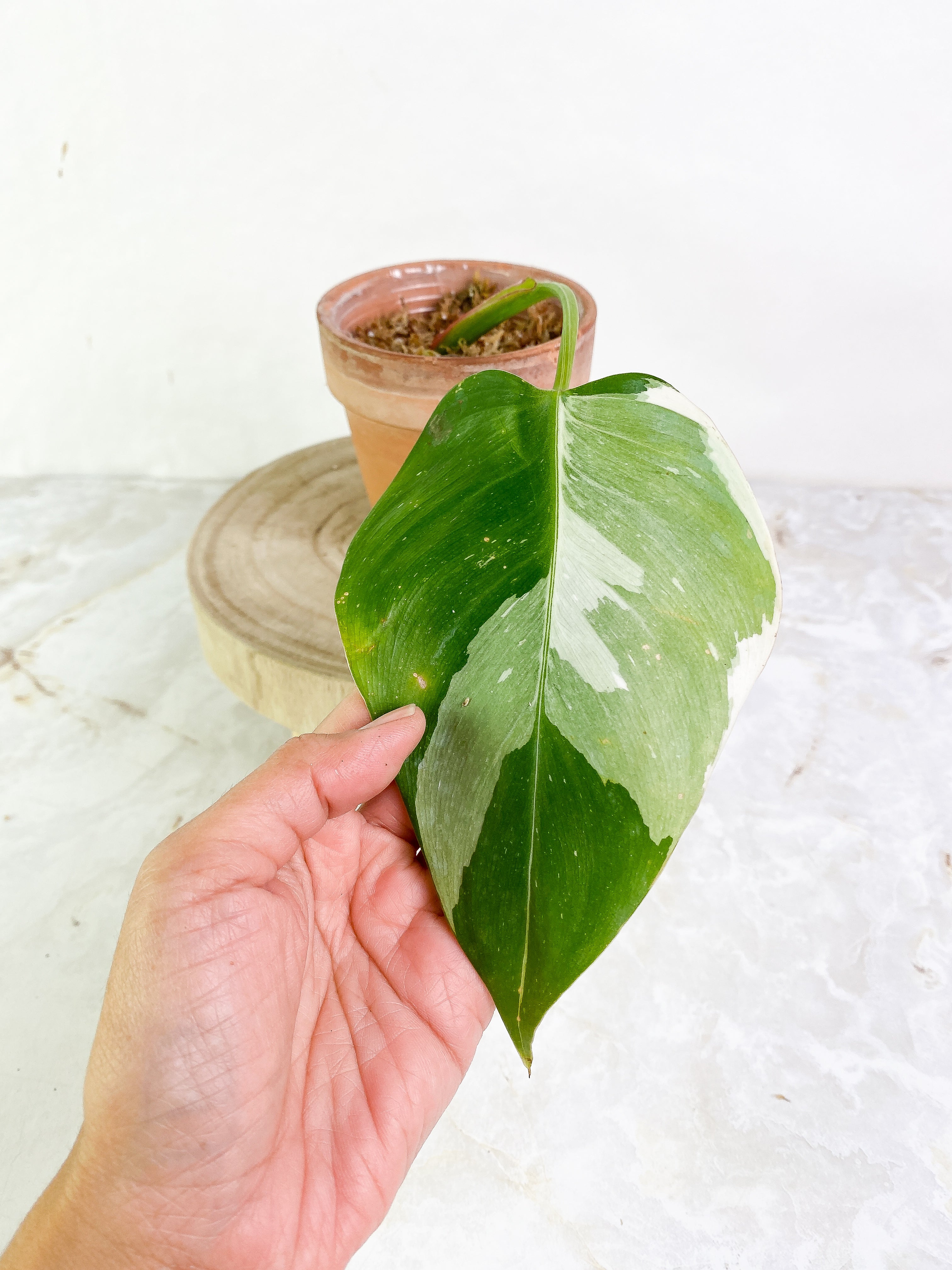 Philodendron white princess high variegation 1 leaf Rooting