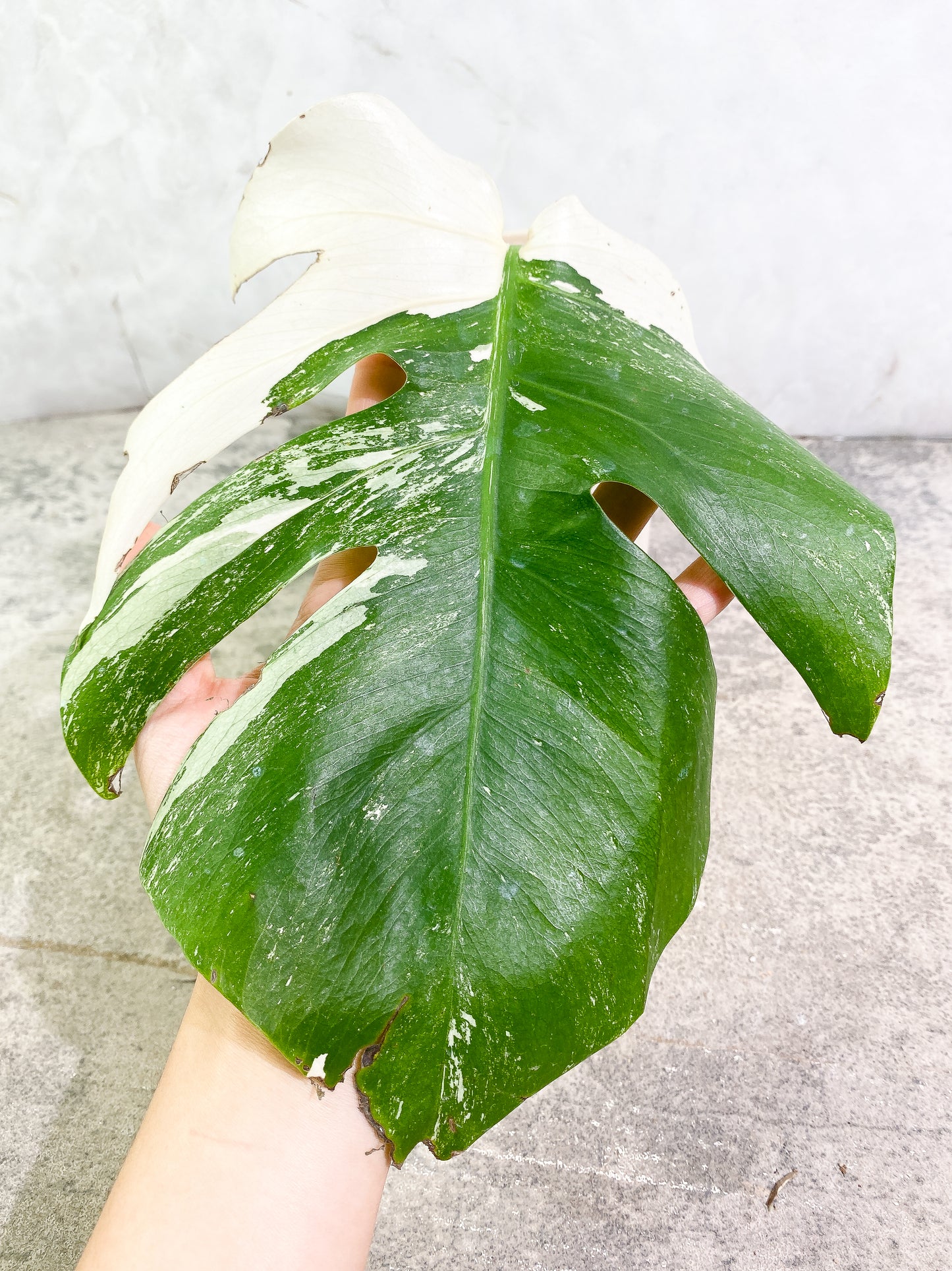Monstera Albo Variegated 2 leaves slightly rooted
