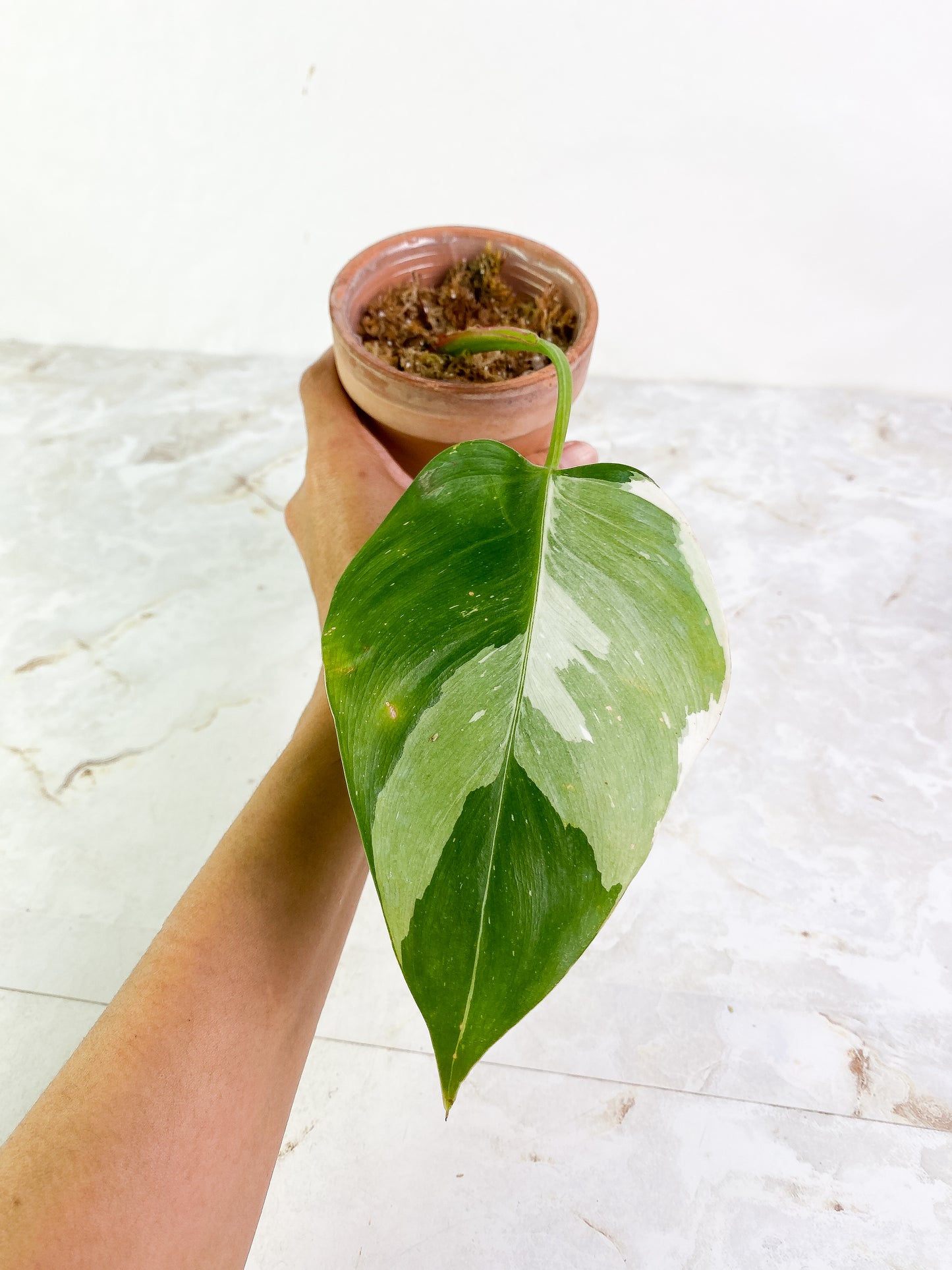 Philodendron white princess high variegation 1 leaf Rooting