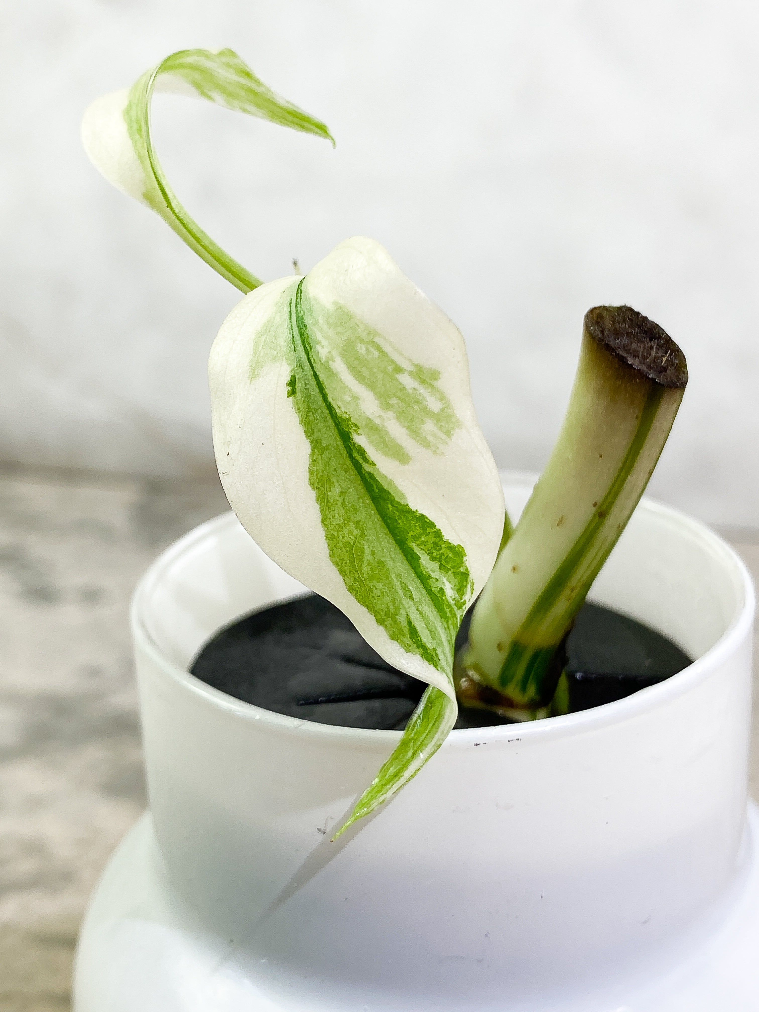 Monstera Albo Variegated 2 leaves unrooted