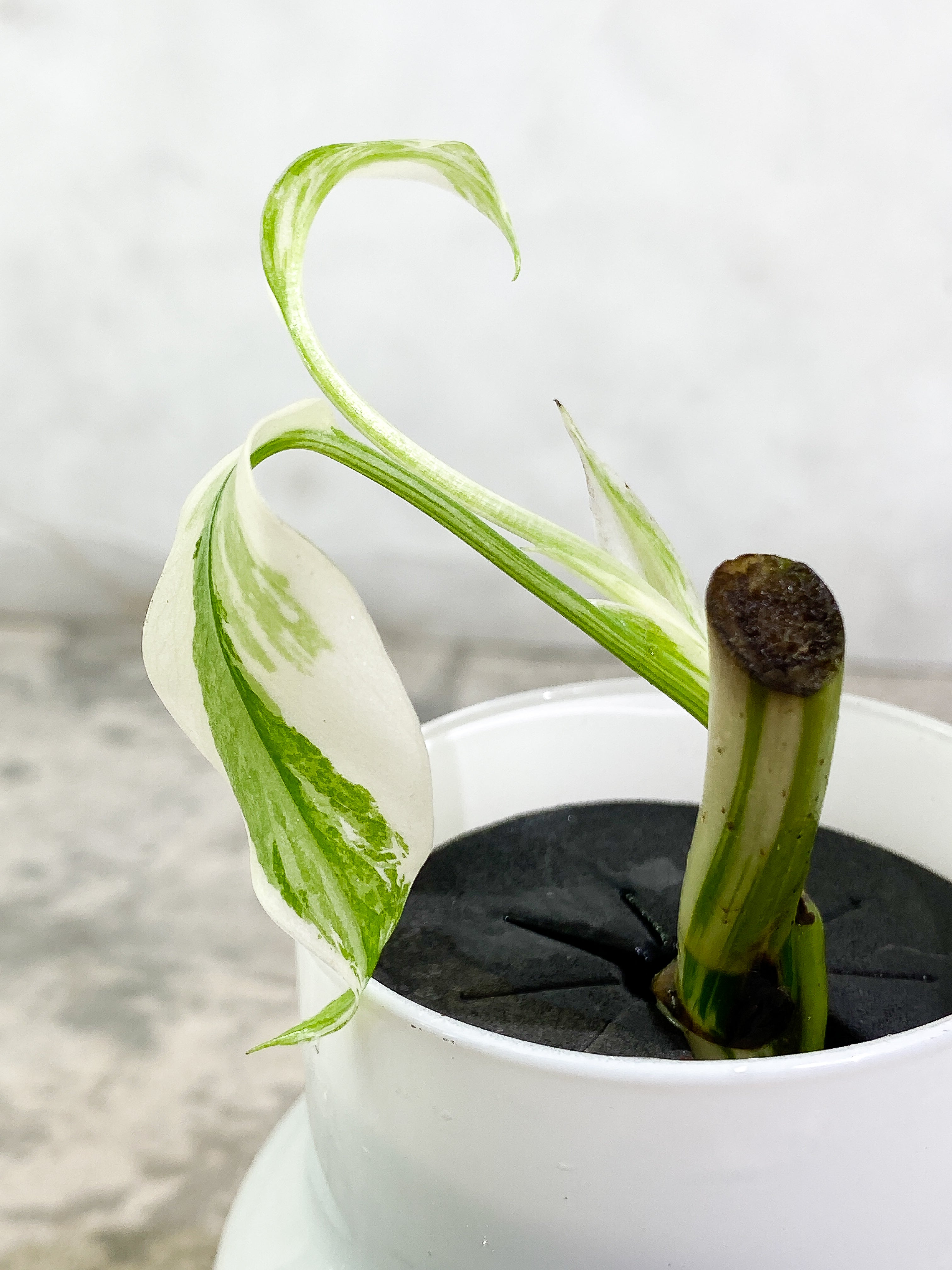 Monstera Albo Variegated 2 leaves unrooted