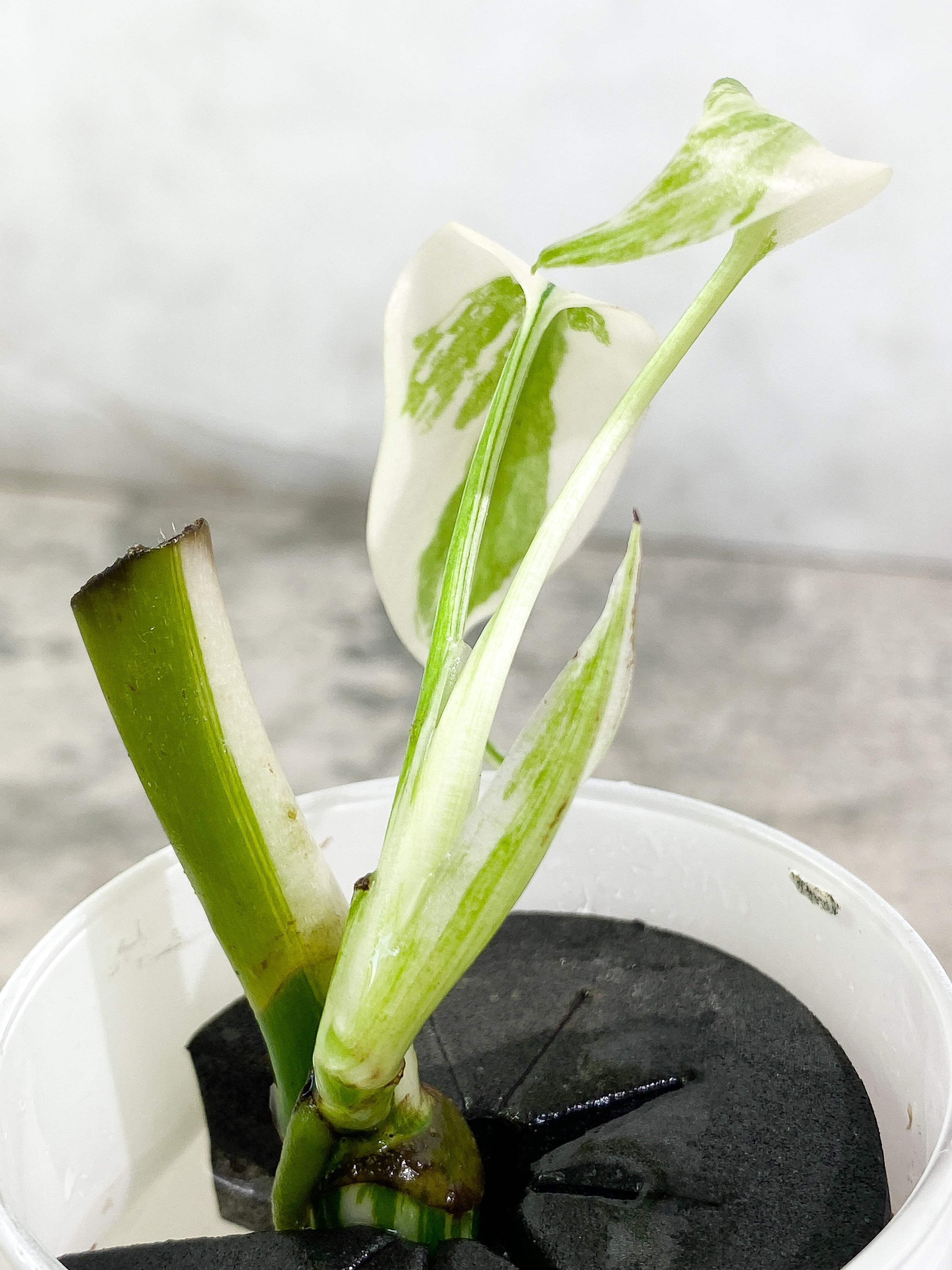 Monstera Albo Variegated 2 leaves unrooted