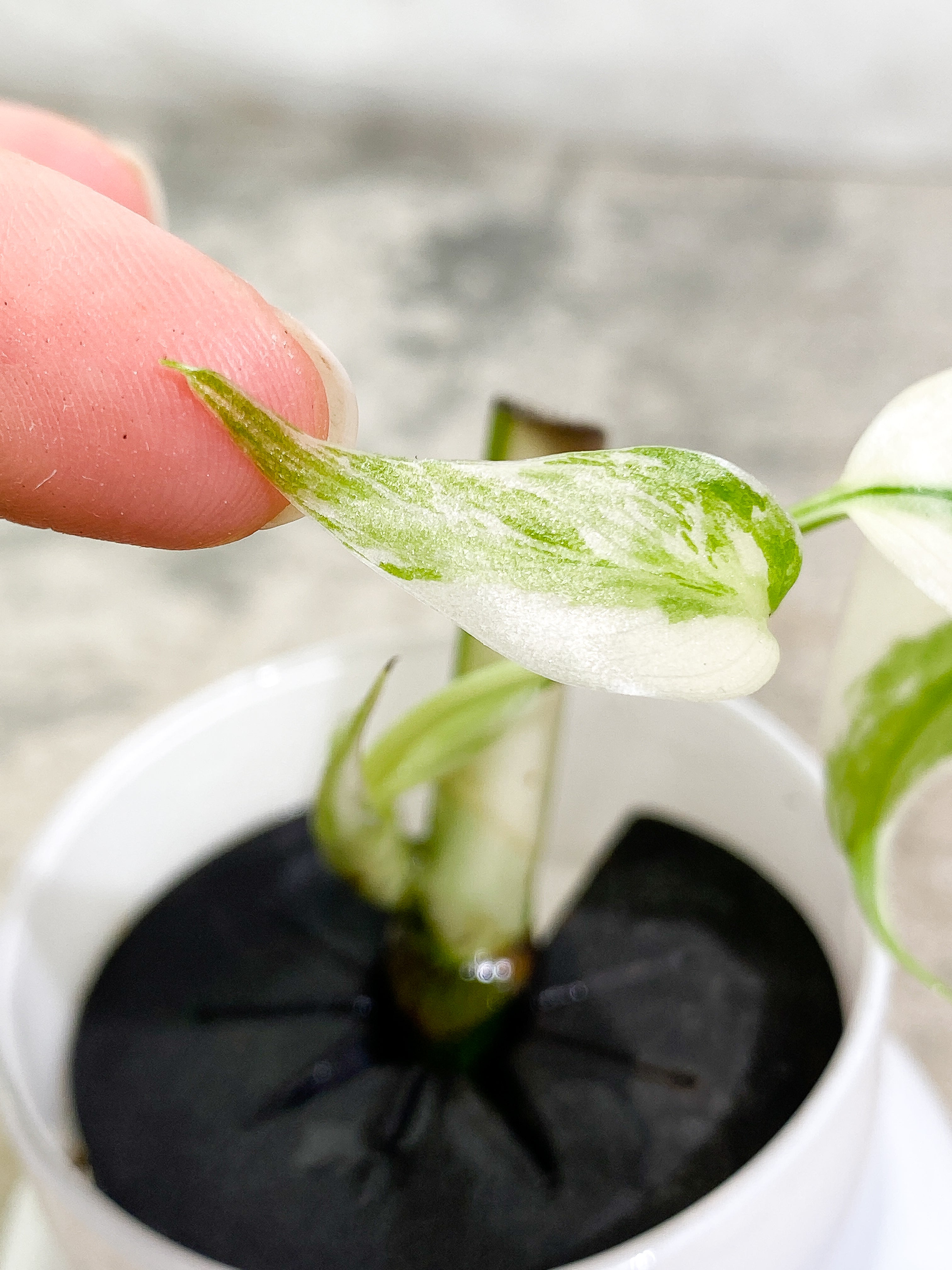 Monstera Albo Variegated 2 leaves unrooted