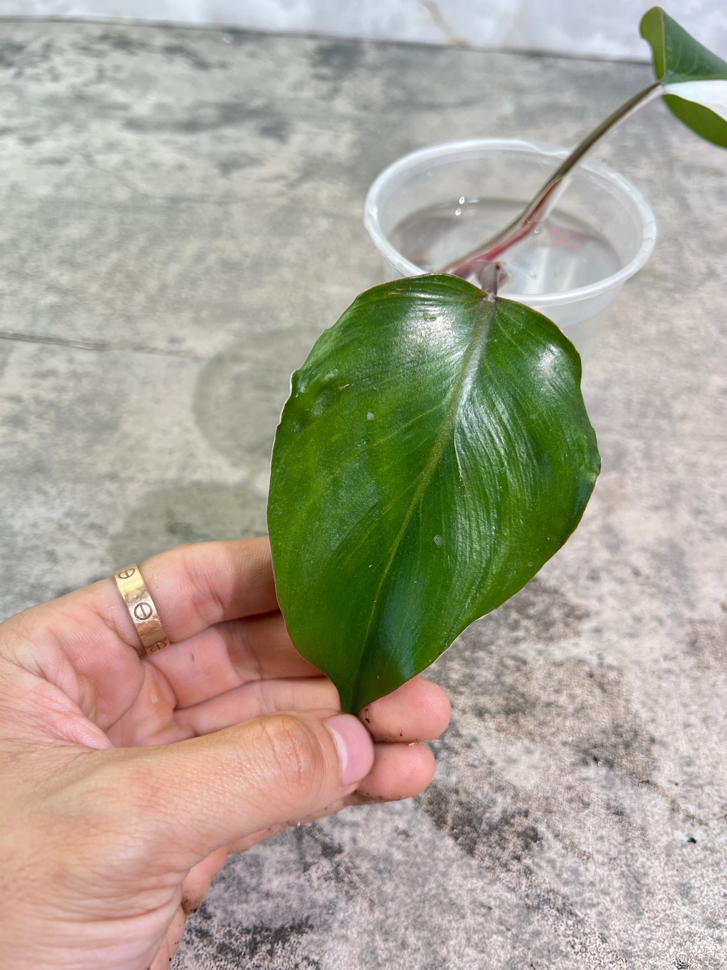Philodendron White Knight  Tricolor Rooting Half Moon  2 leaves Top Cutting
