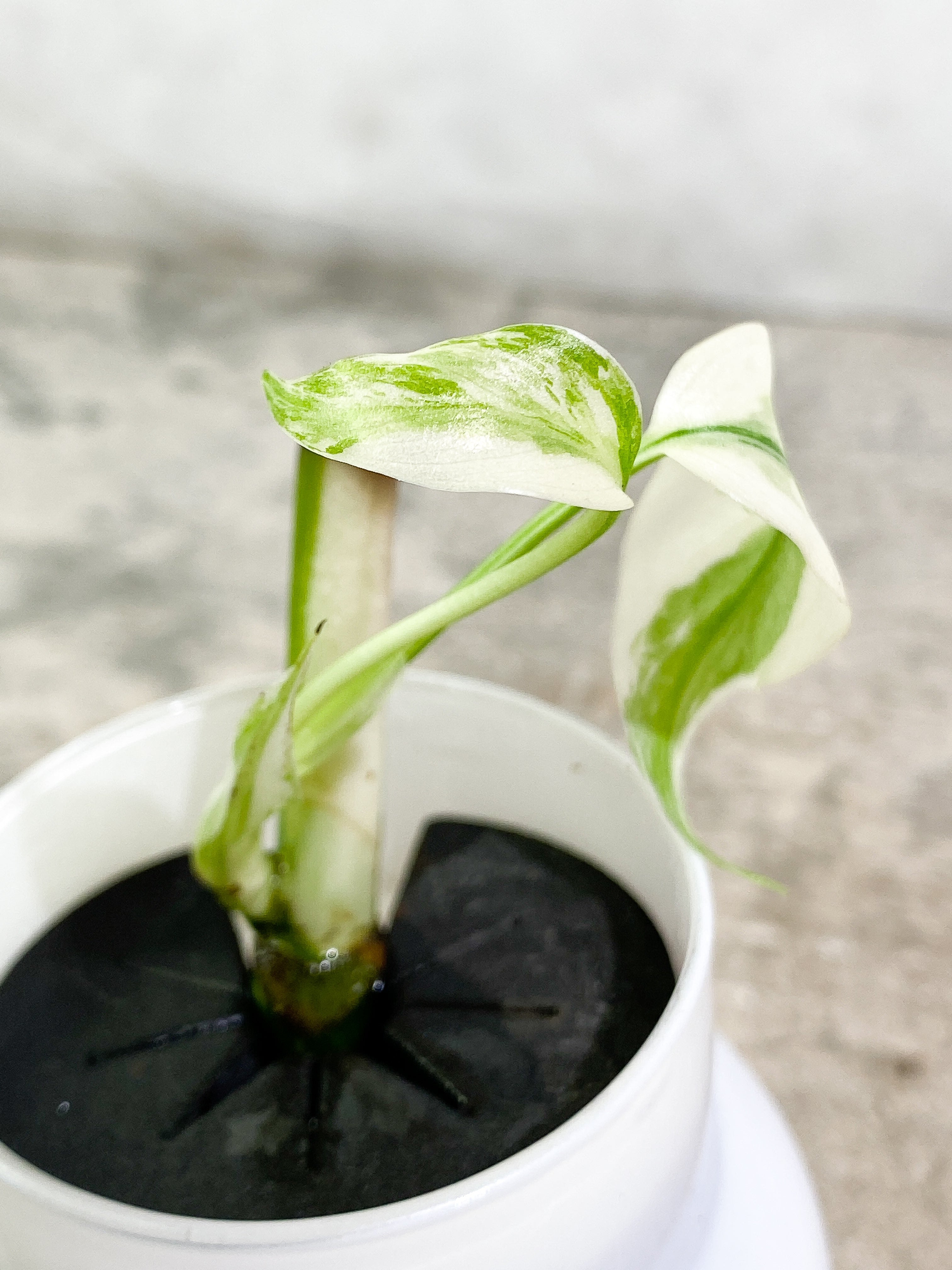 Monstera Albo Variegated 2 leaves unrooted