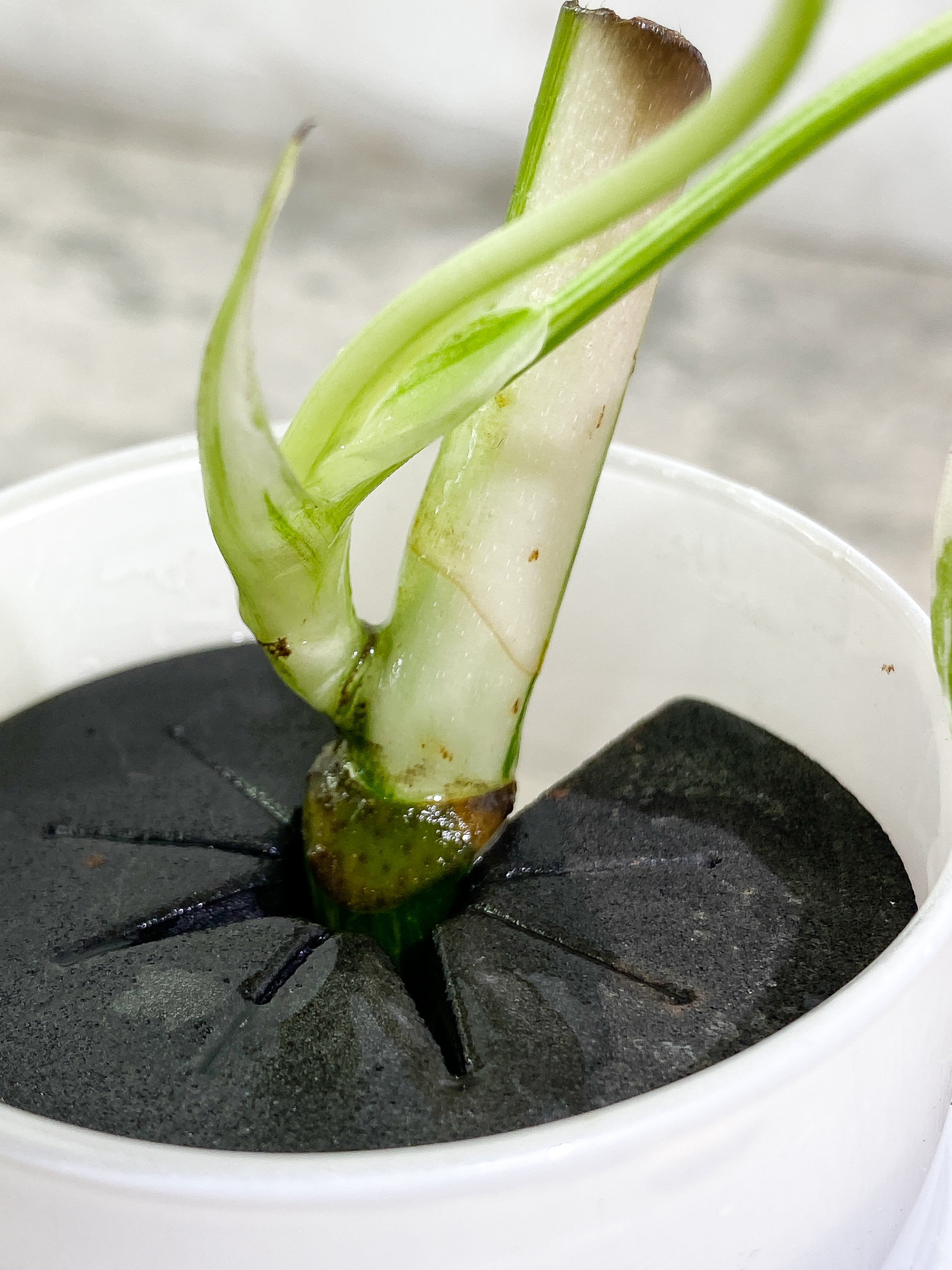 Monstera Albo Variegated 2 leaves unrooted