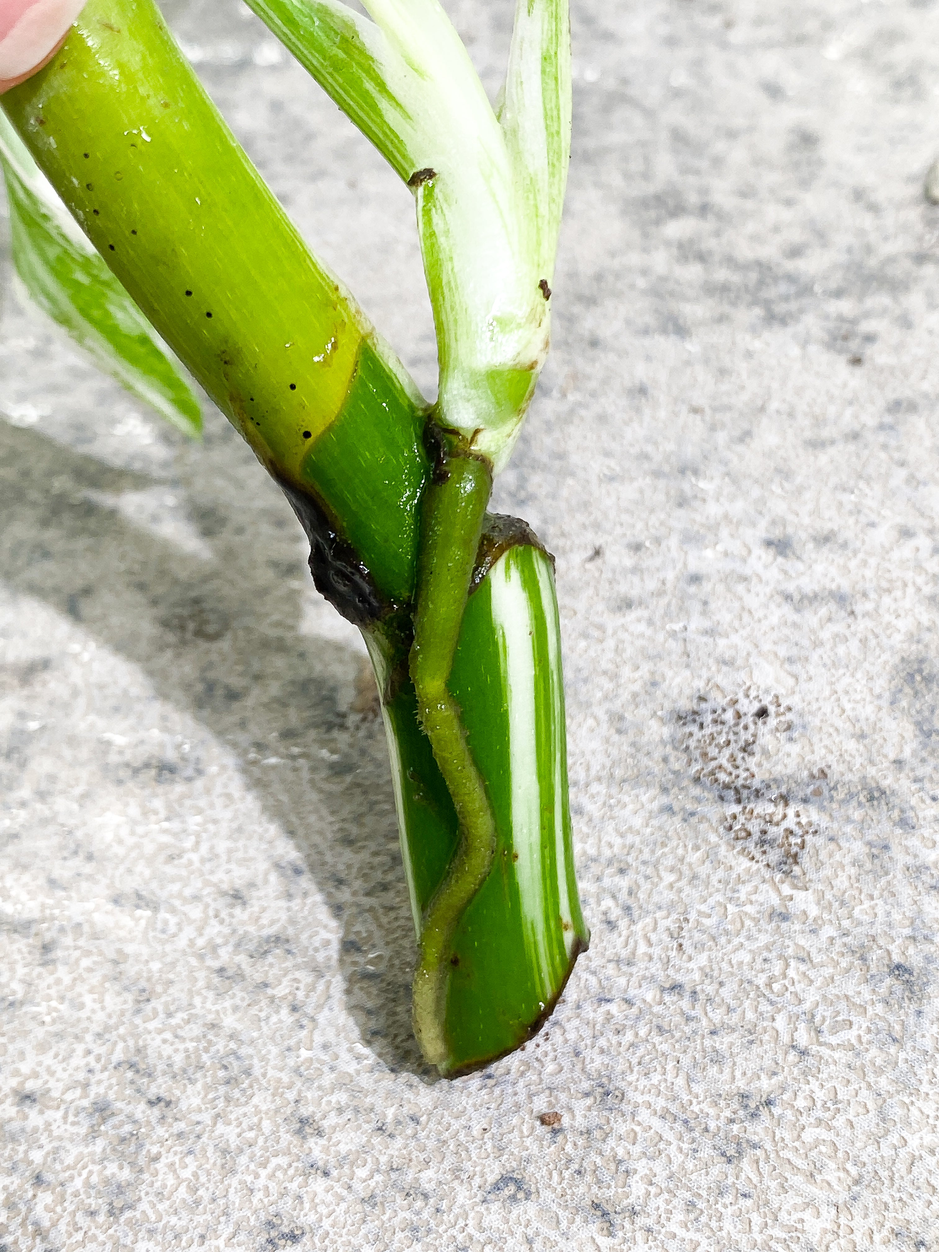 Monstera Albo Variegated 2 leaves unrooted