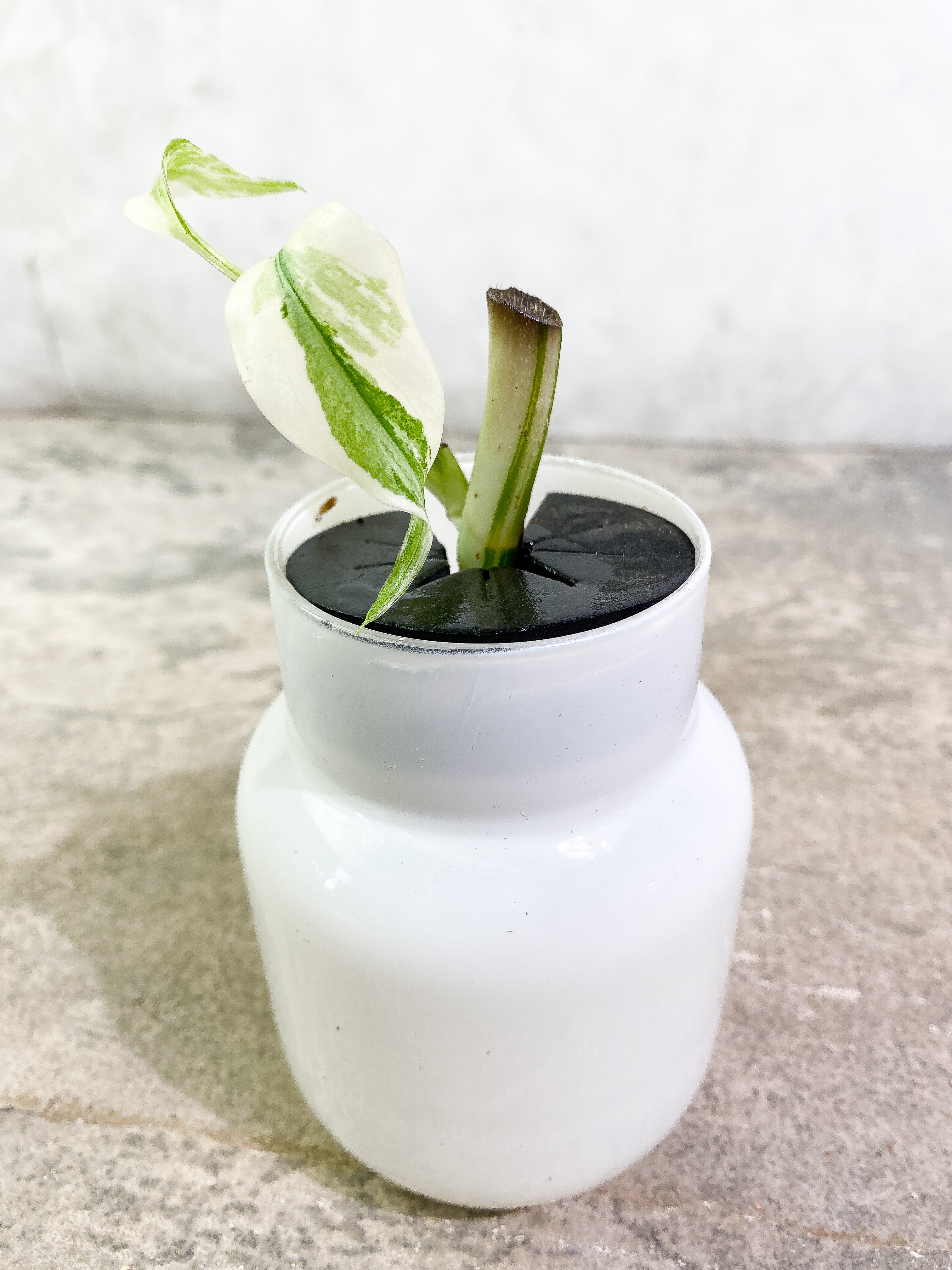 Monstera Albo Variegated 2 leaves unrooted