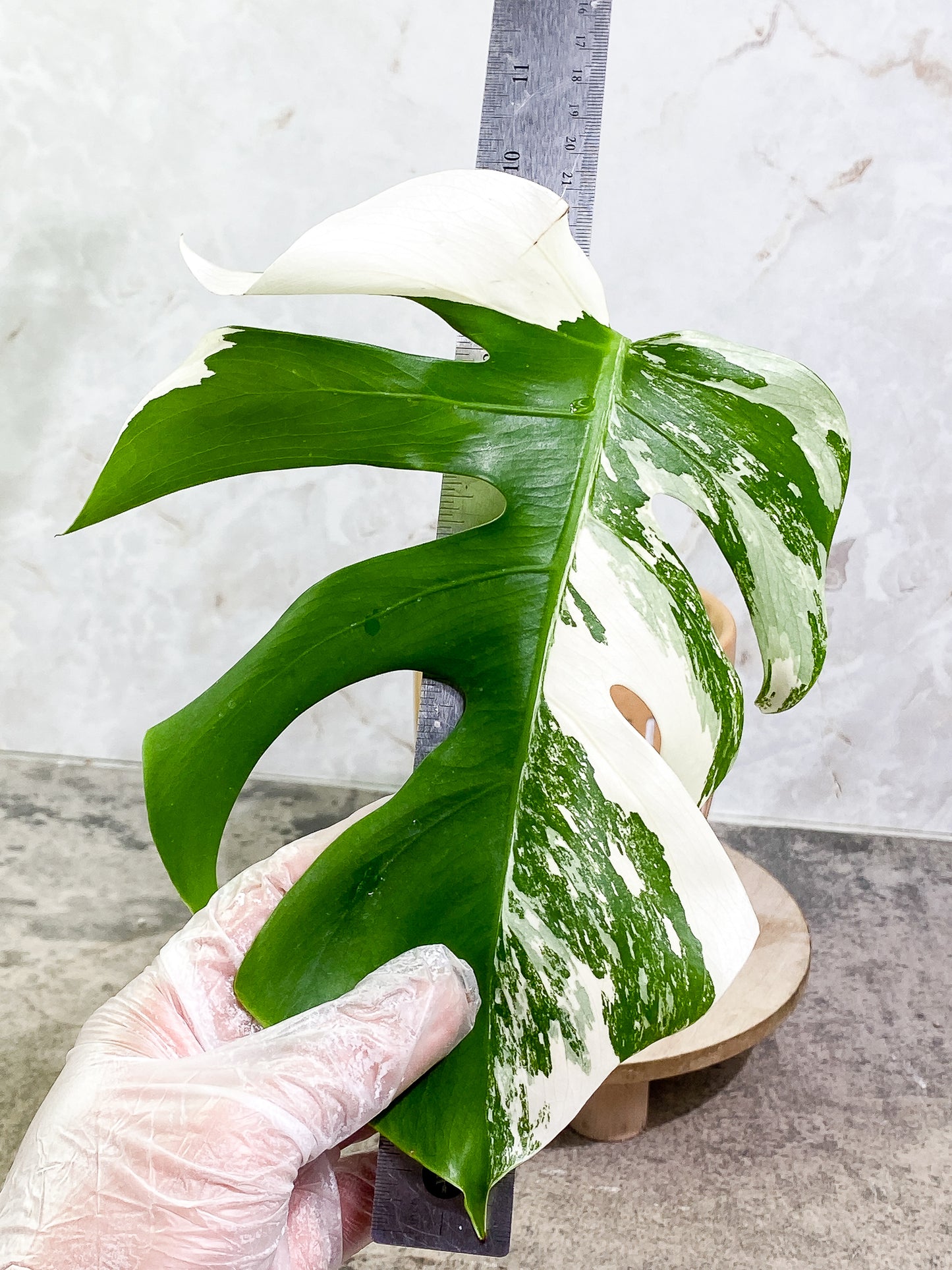 Monstera Albo Variegated 1 leaf 9" long slightly rooted