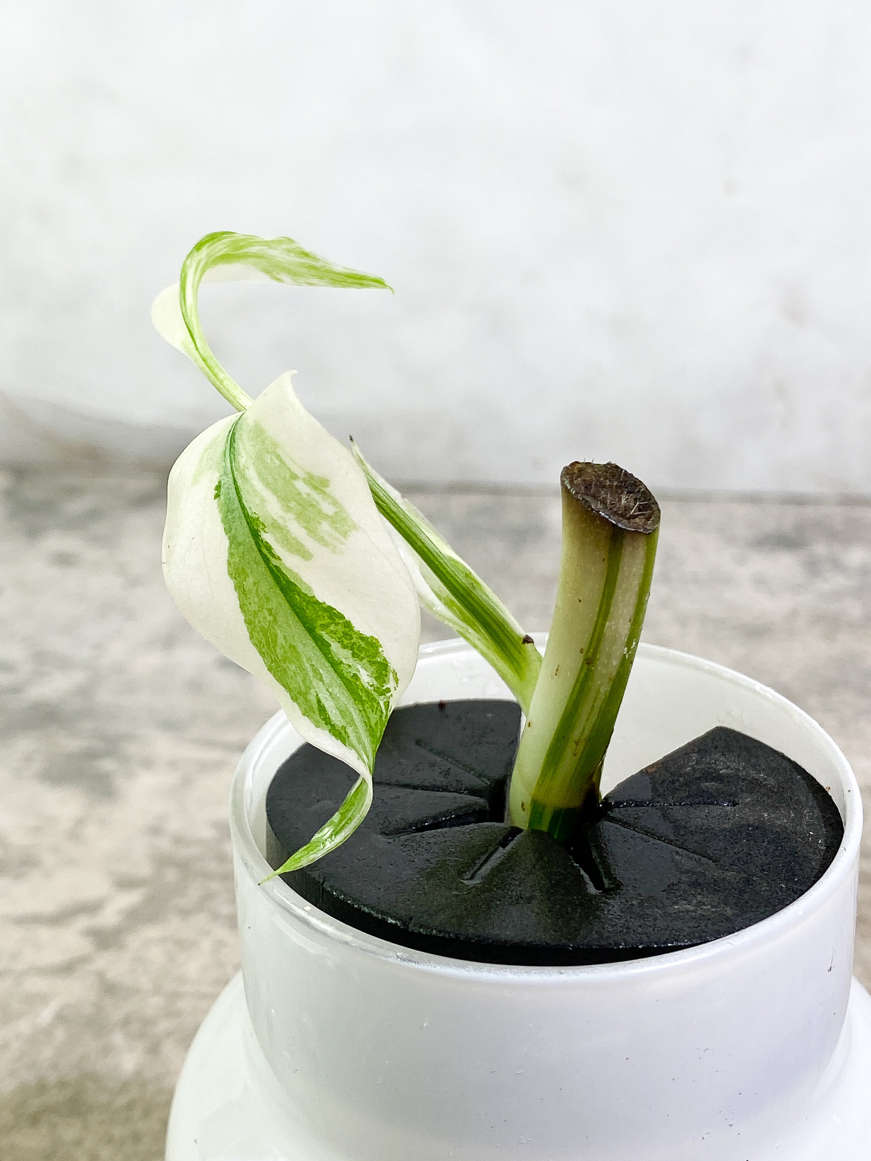 Monstera Albo Variegated 2 leaves unrooted