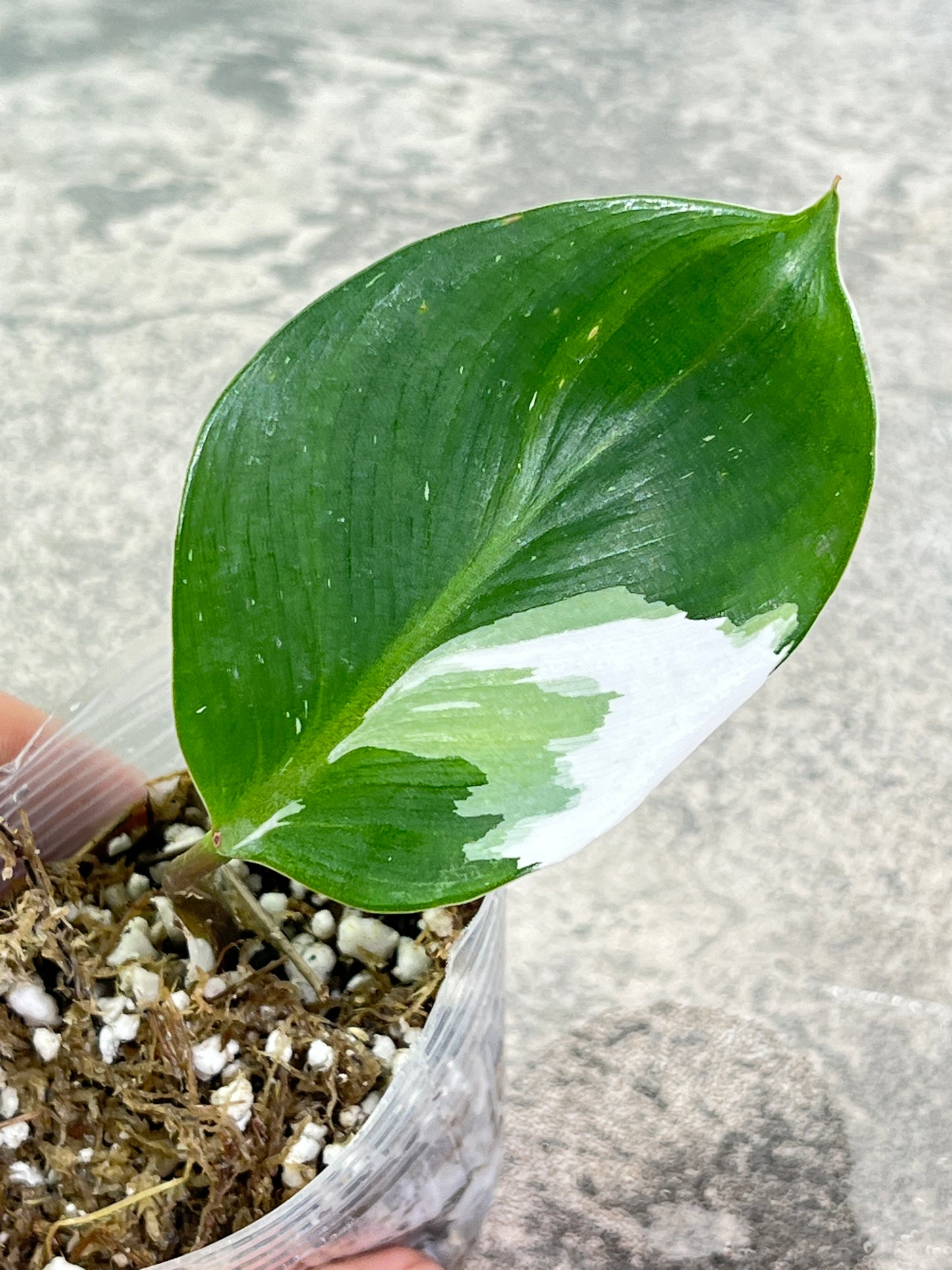 Philodendron White Knight Slightly Rooted 1 leaf