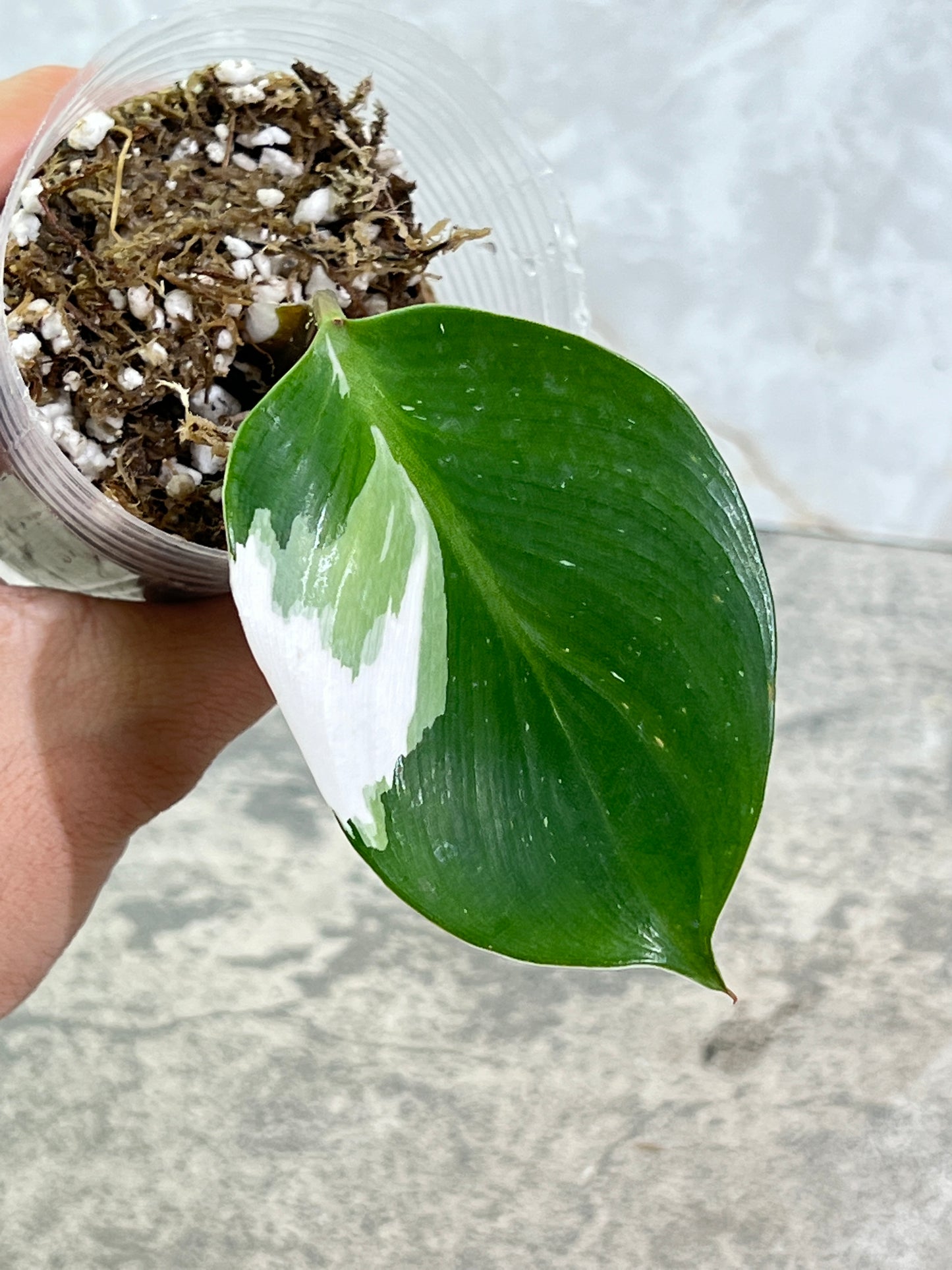 Philodendron White Knight Slightly Rooted 1 leaf