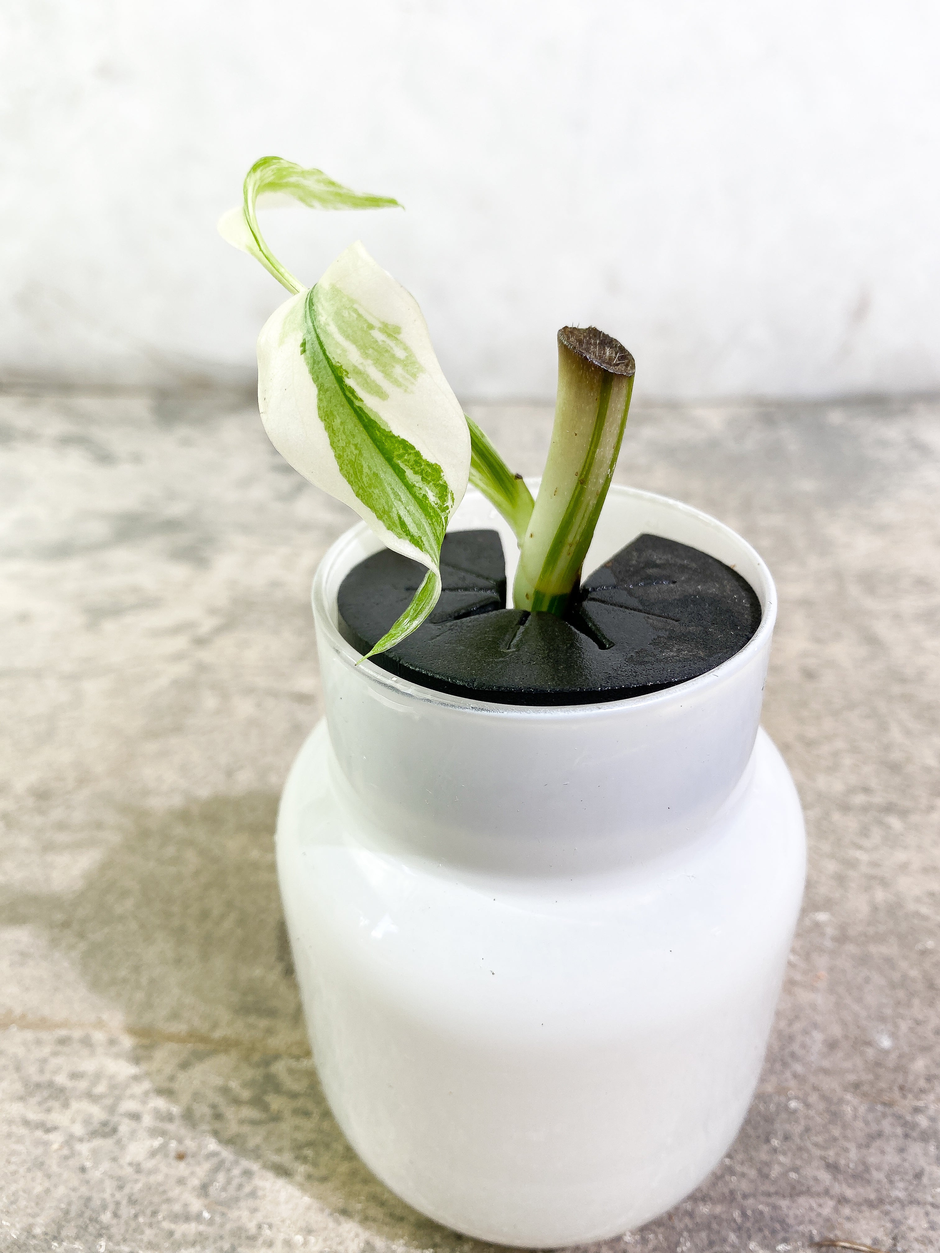 Monstera Albo Variegated 2 leaves unrooted