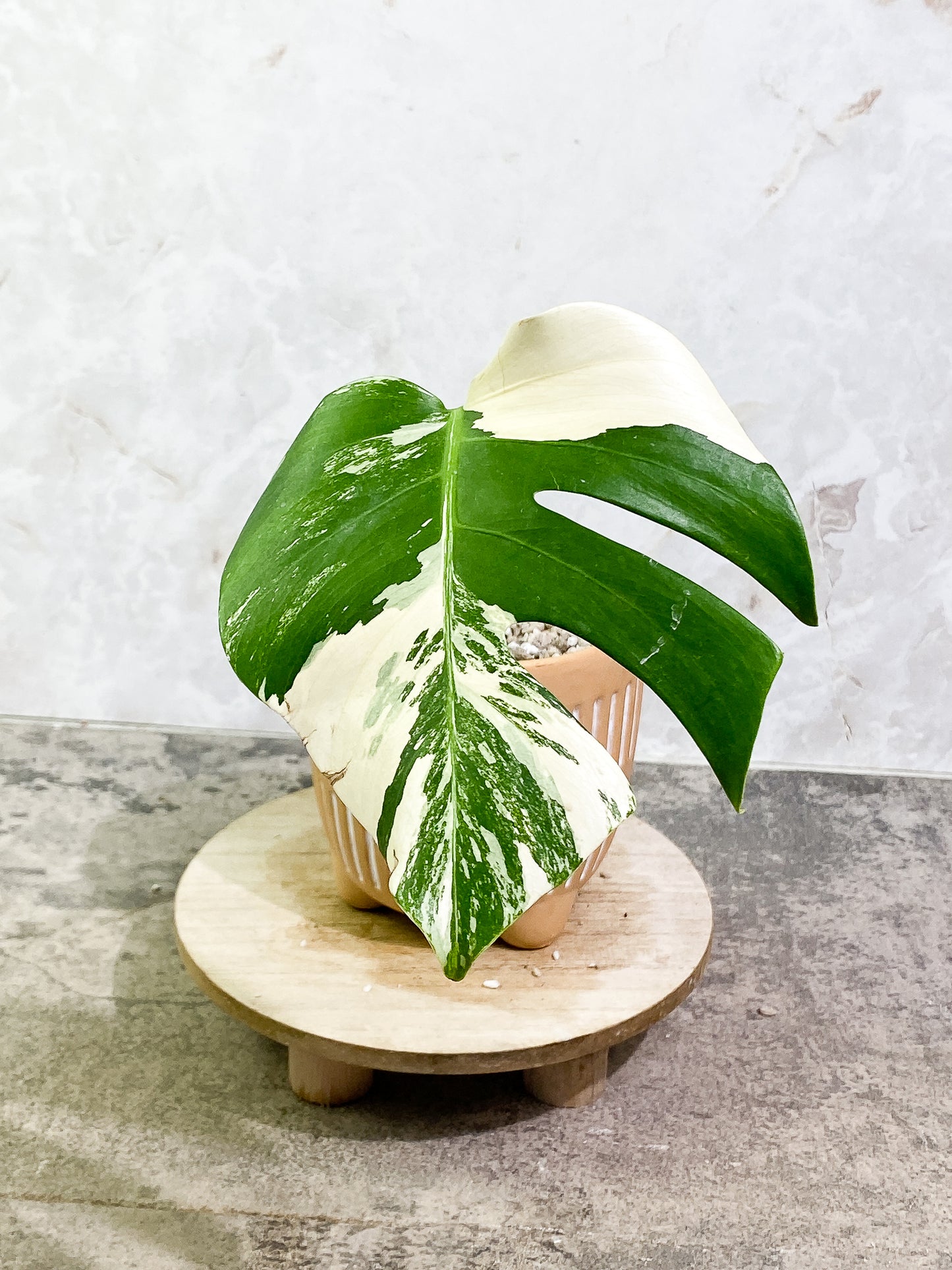 Monstera Albo Variegated 1 leaf 1 activated bud fully rooted