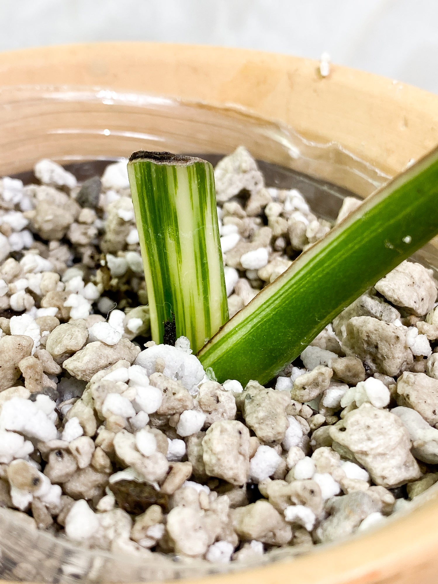 Monstera Albo Variegated 1 leaf 1 activated bud fully rooted