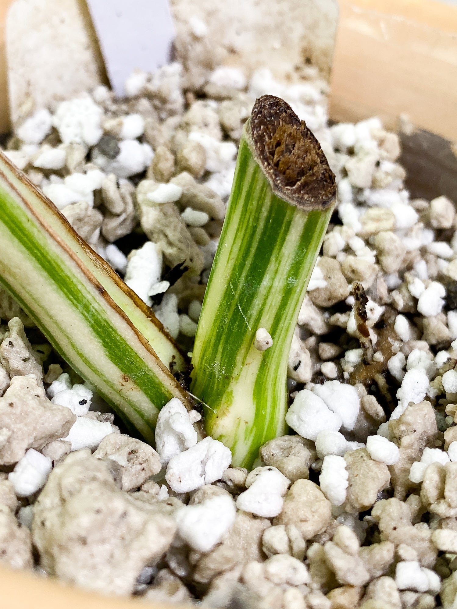 Monstera Albo Variegated 1 leaf 1 activated bud fully rooted