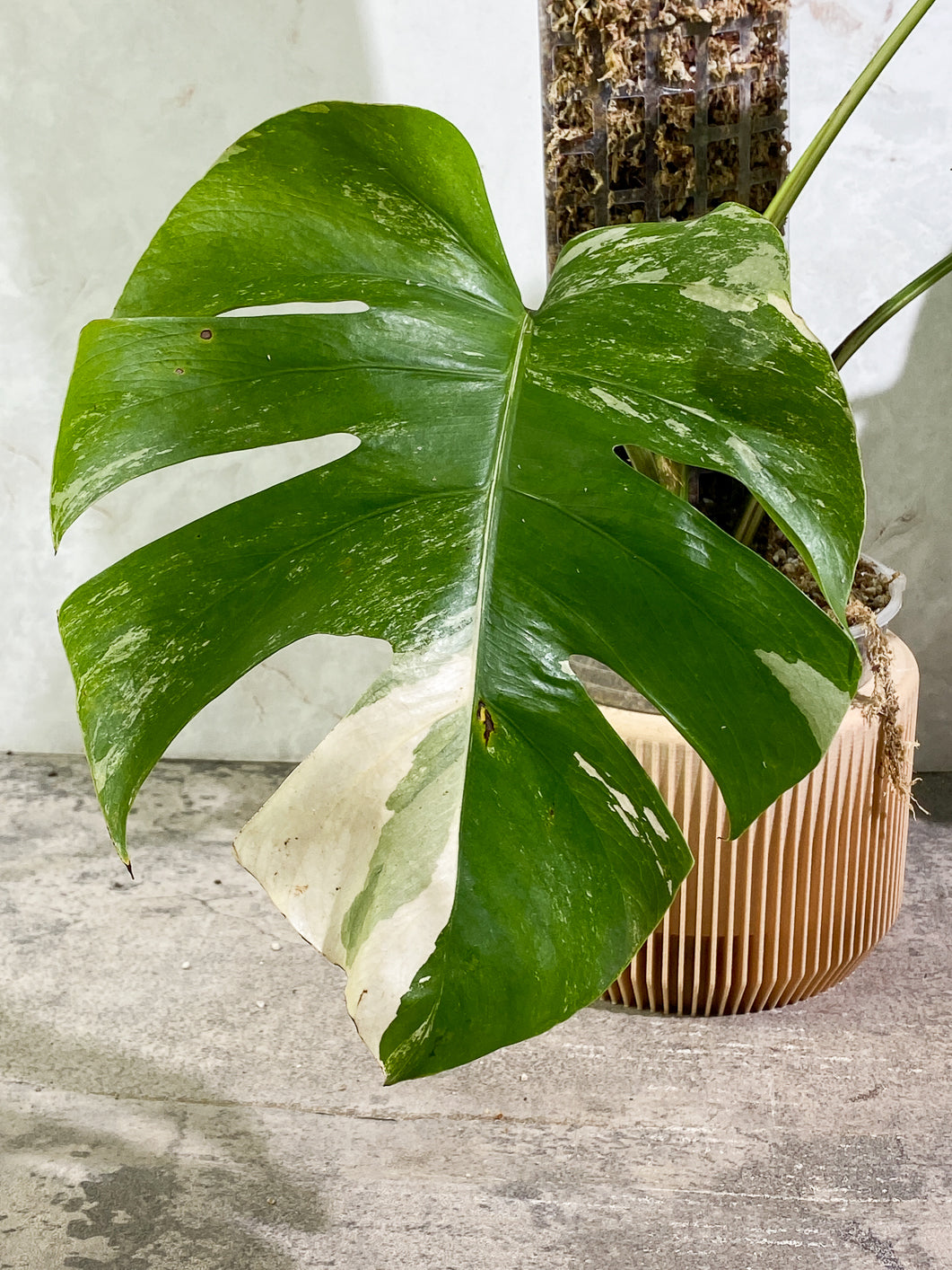 Monstera Albo Varieagated 3 leaves Rooted