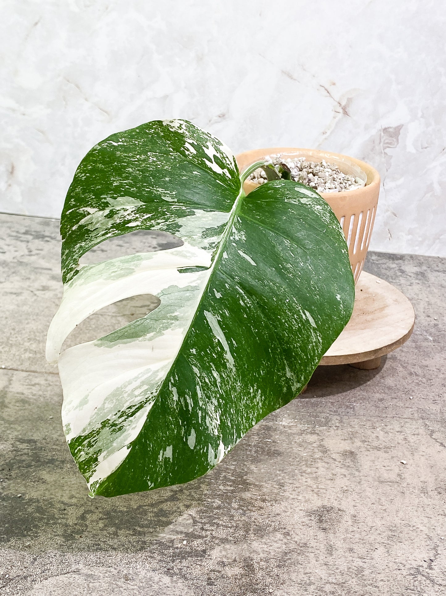 Monstera Albo Variegated 1 leaf 1 growth point slightly rooted