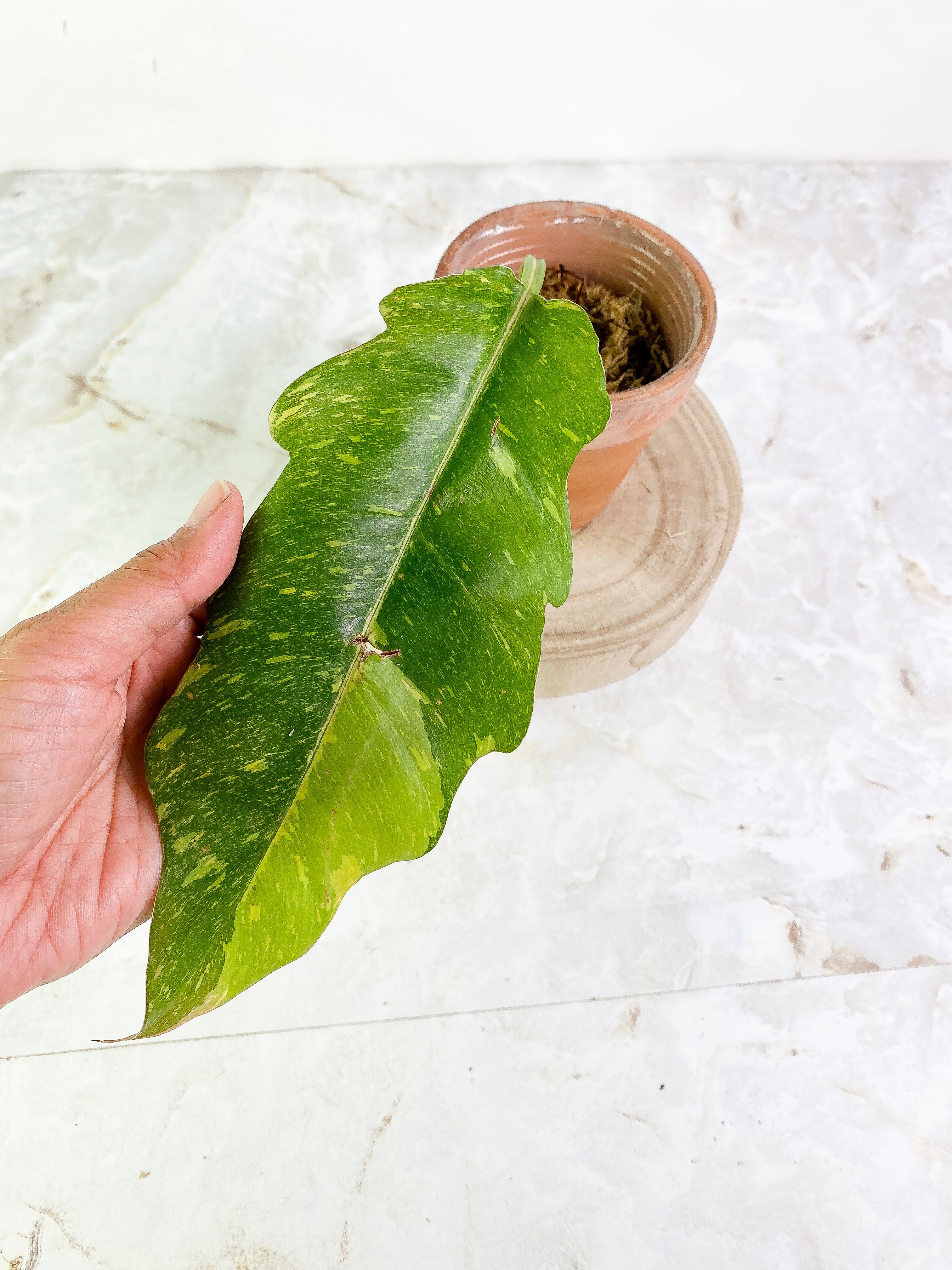 Philodendron Ring of Fire 1 leaf Slightly Rooted