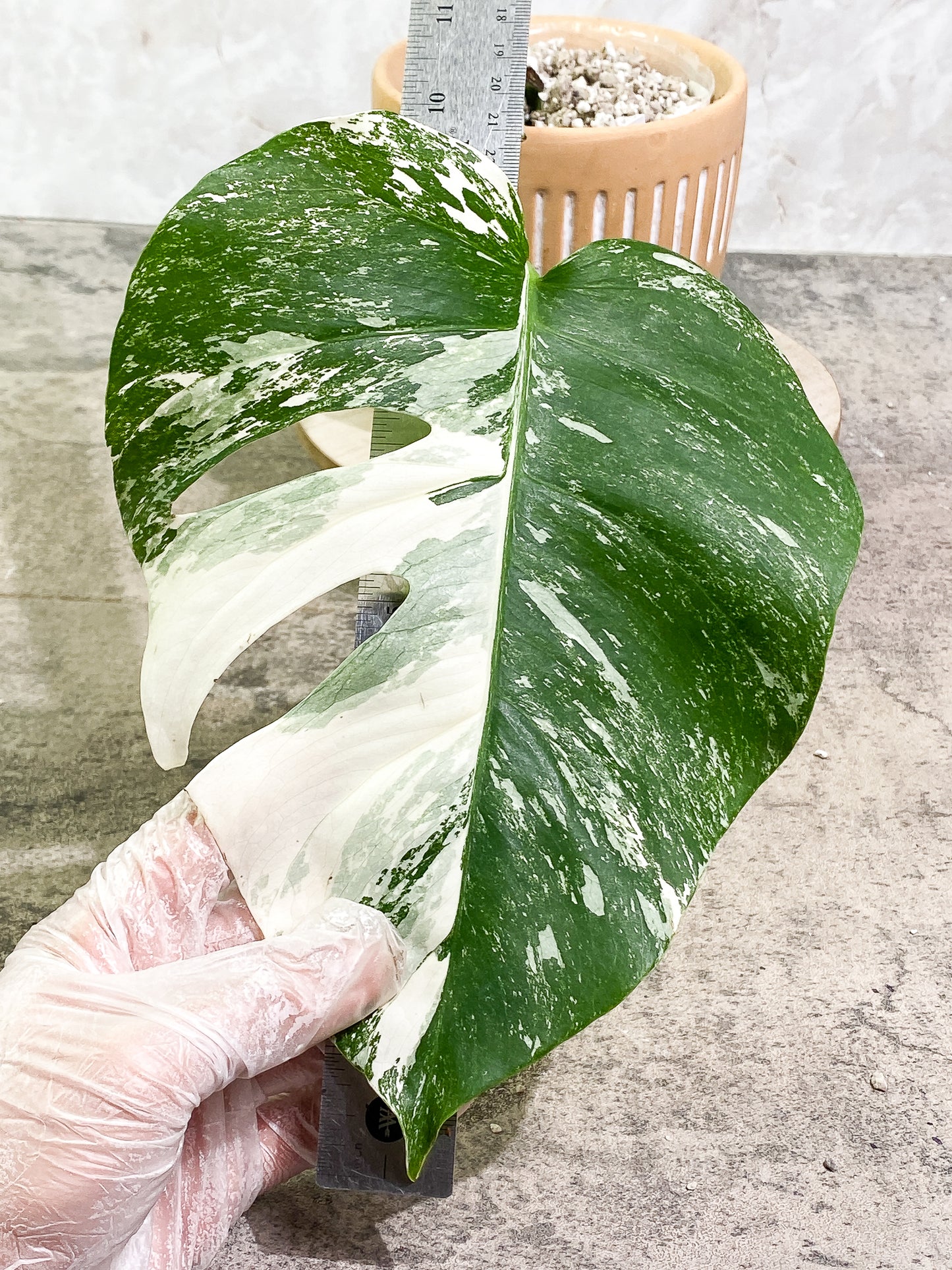 Monstera Albo Variegated 1 leaf 1 growth point slightly rooted