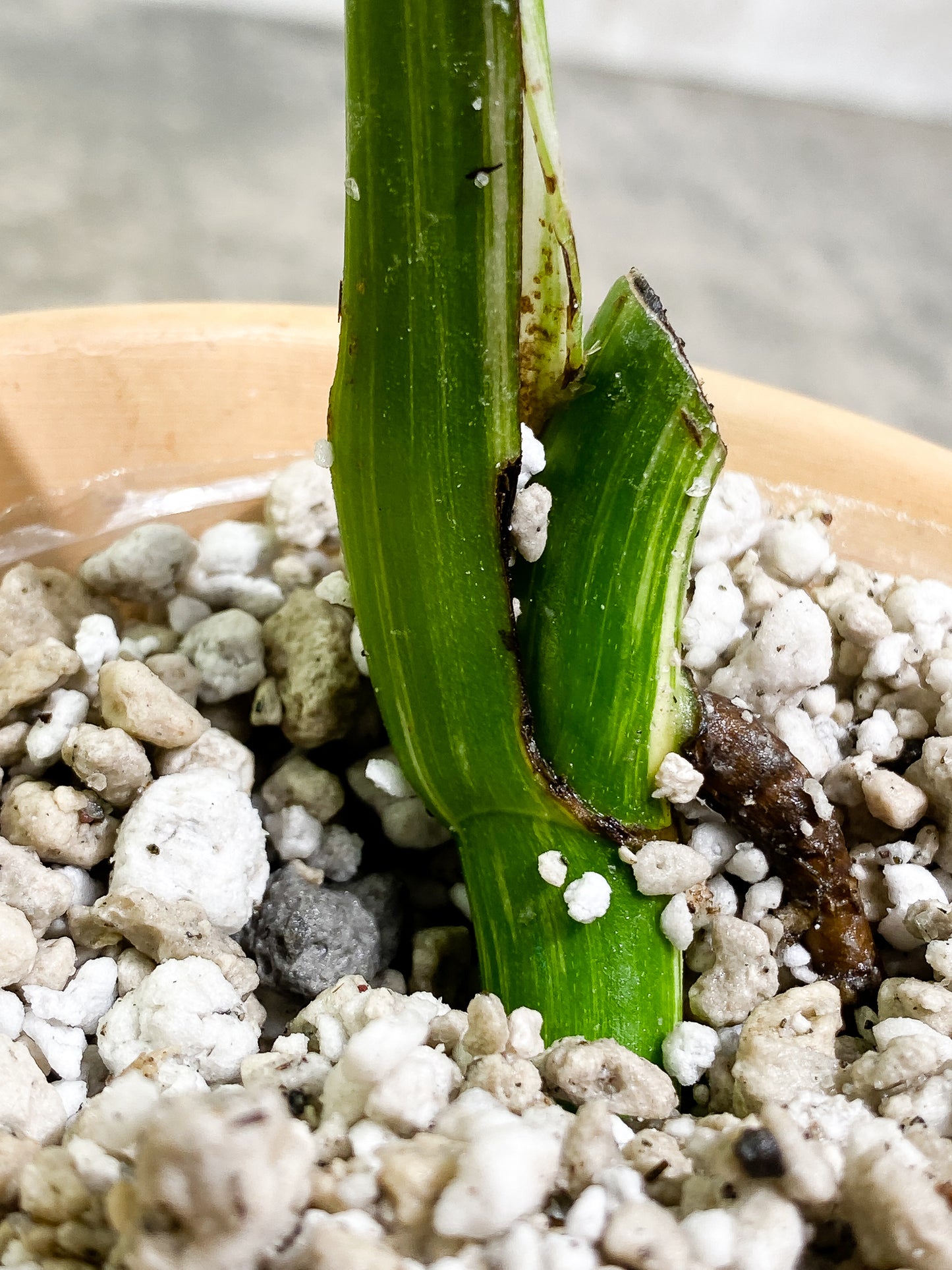 Monstera Albo Variegated 1 leaf 1 growth point slightly rooted