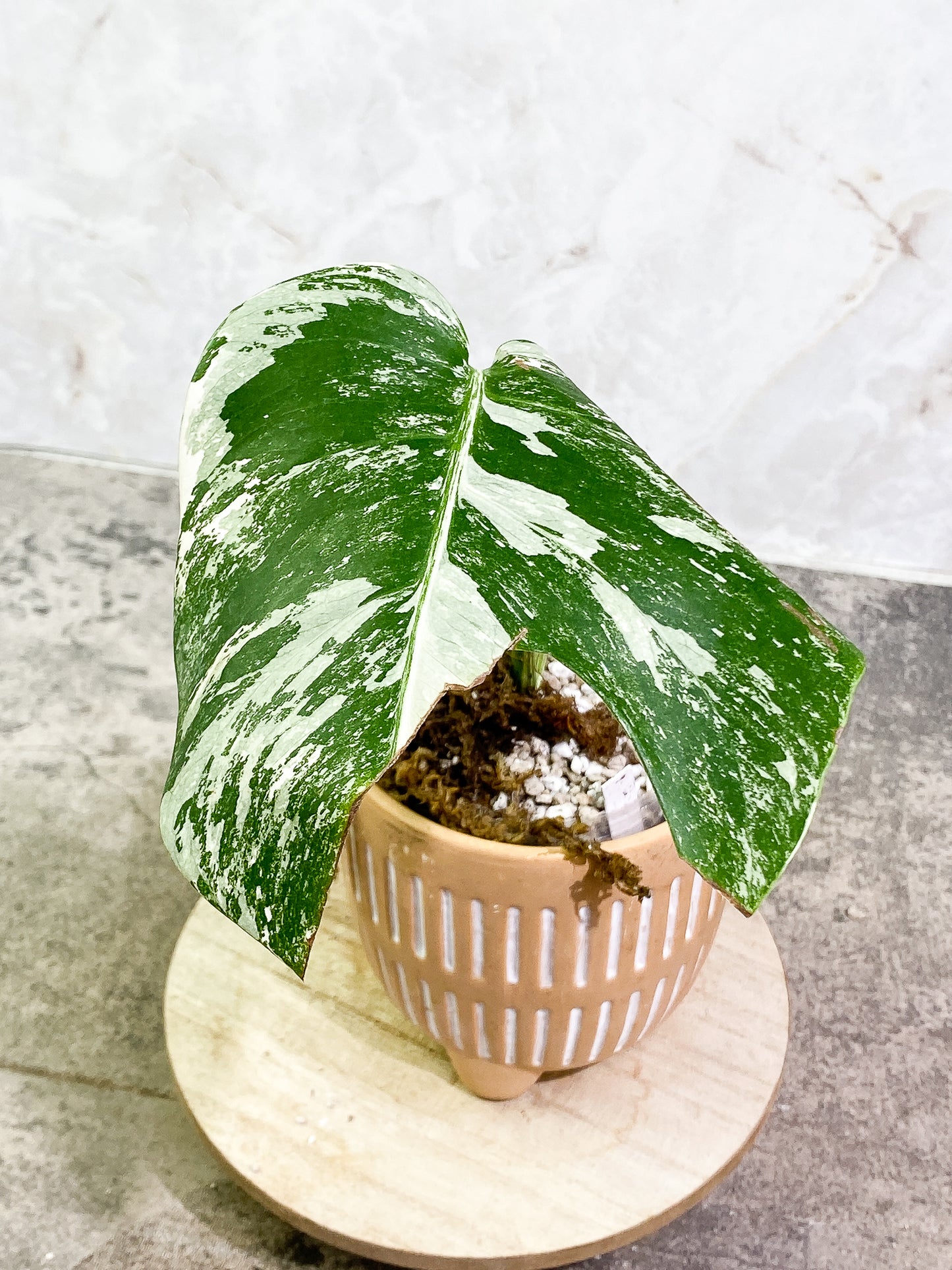 Monstera Albo Variegated 1 leaf 1 growth point fully rooted