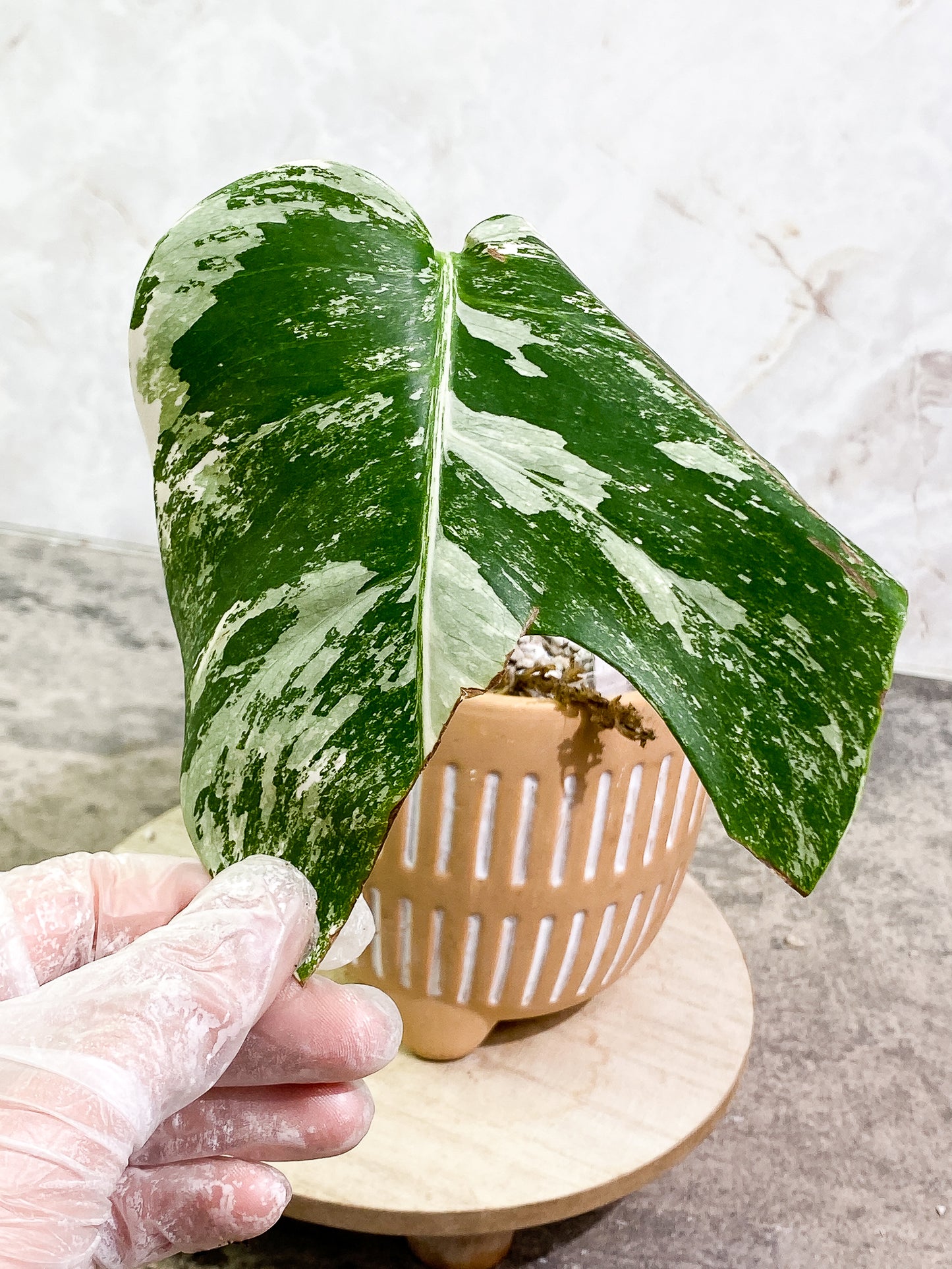 Monstera Albo Variegated 1 leaf 1 growth point fully rooted