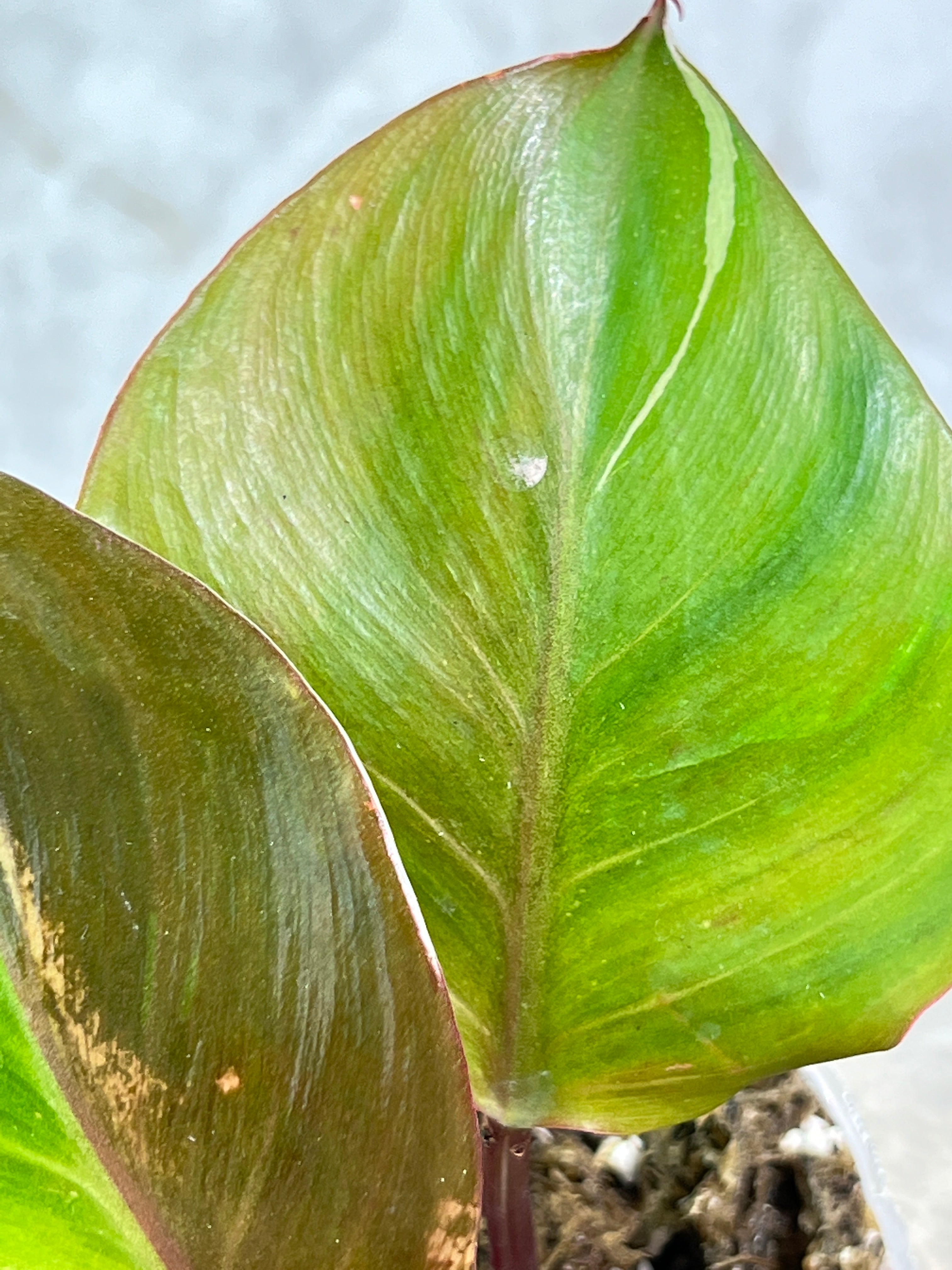 Philodendron White Knight Tricolor Rooting 3 leaves 1 sprout Top Cutting Highly Variegated