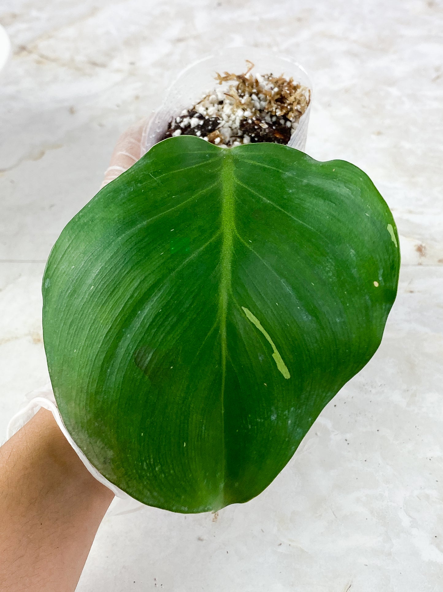 Philodendron white wizard 1 leaf, 1 sprout rooting