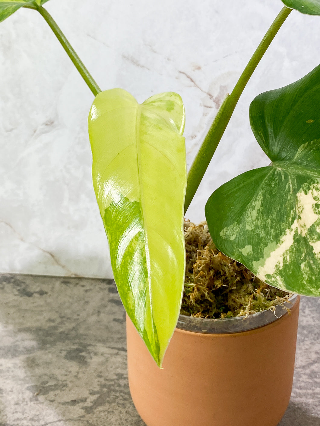 Philodendron  Domesticum Variegated  4 leaves Rooted