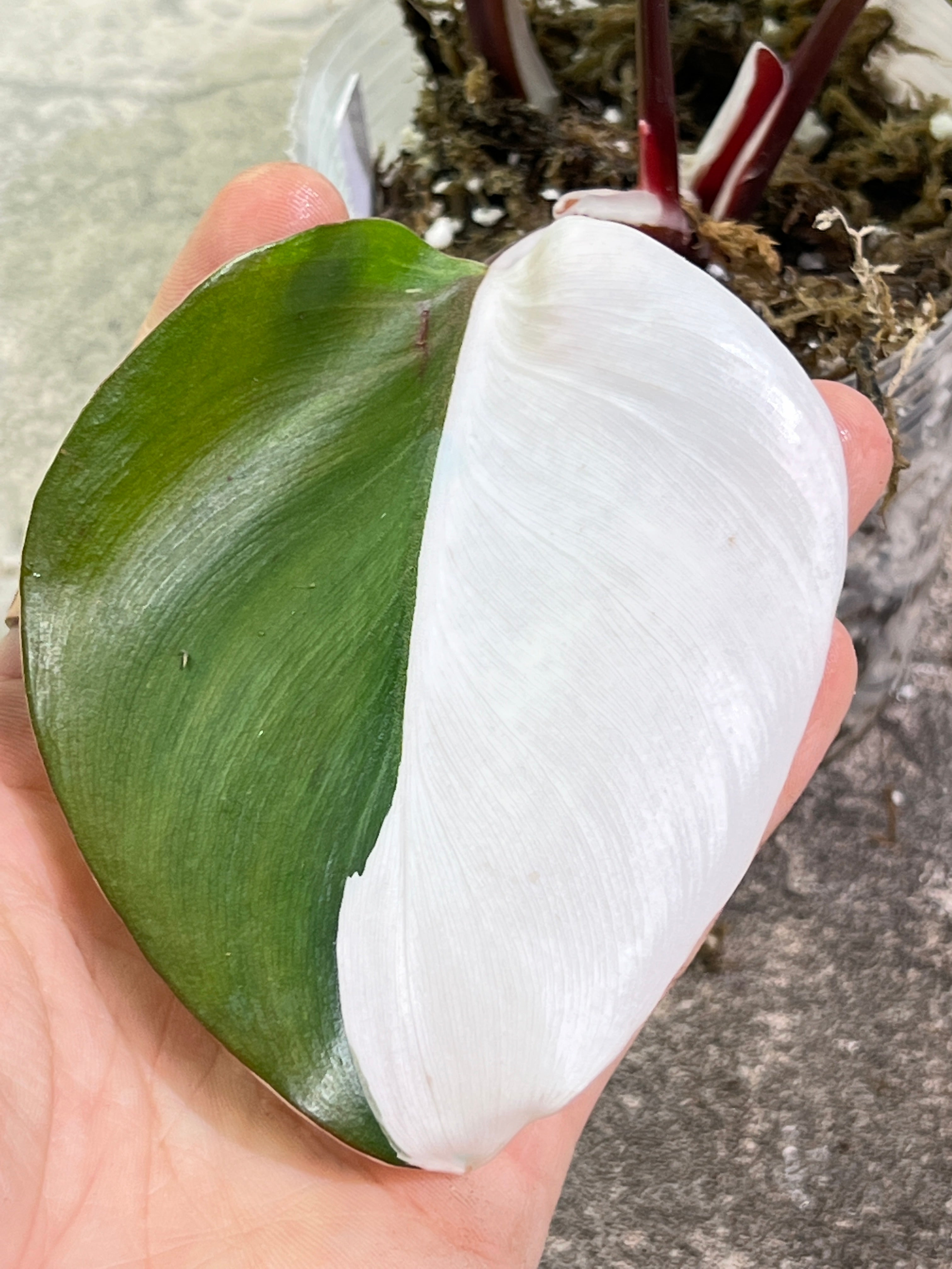 Philodendron White Knight Tricolor Rooting 3 leaves 1 sprout Top Cutting Highly Variegated