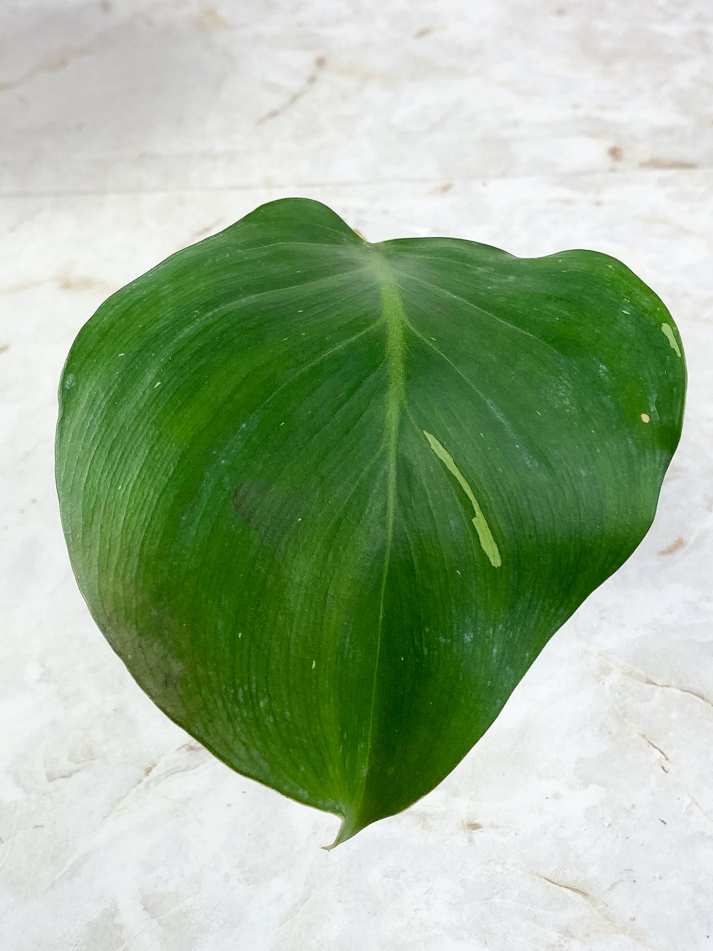 Philodendron white wizard 1 leaf, 1 sprout rooting