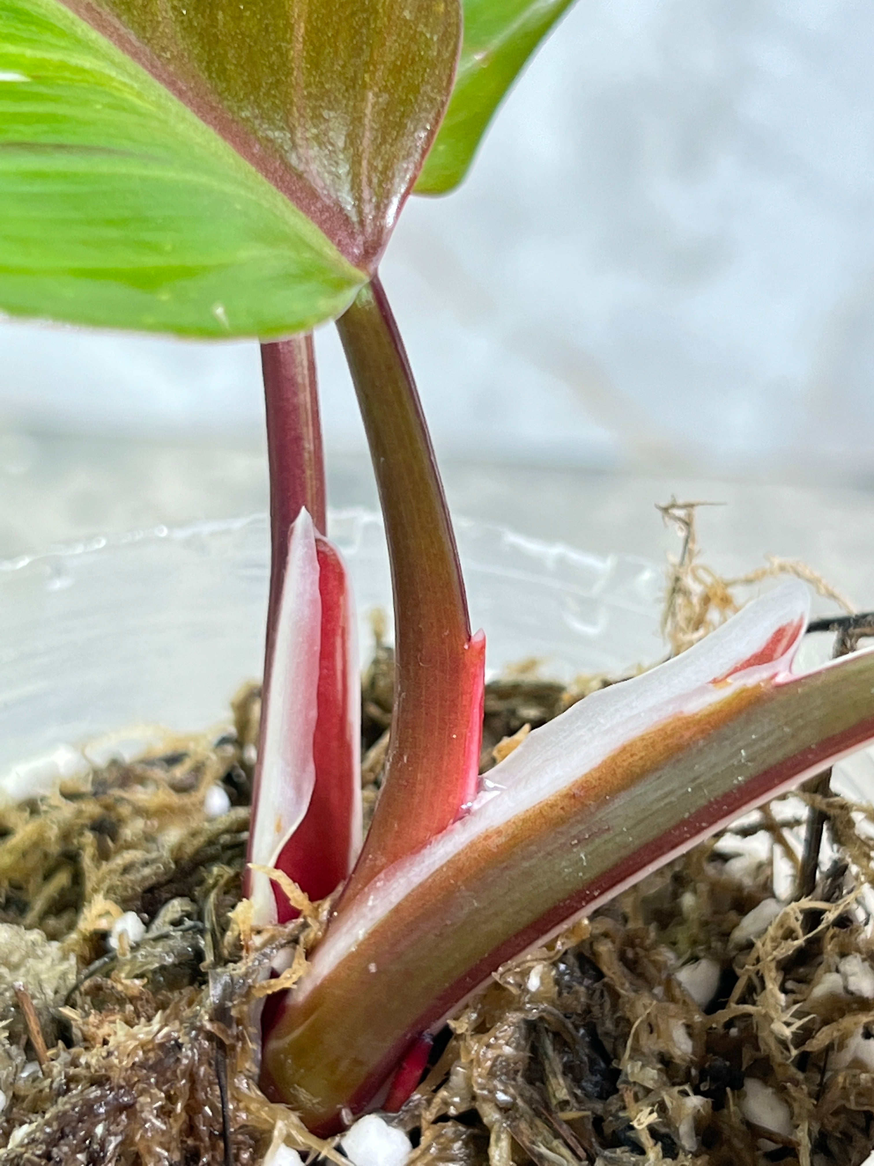 Philodendron White Knight Tricolor Rooting 3 leaves 1 sprout Top Cutting Highly Variegated