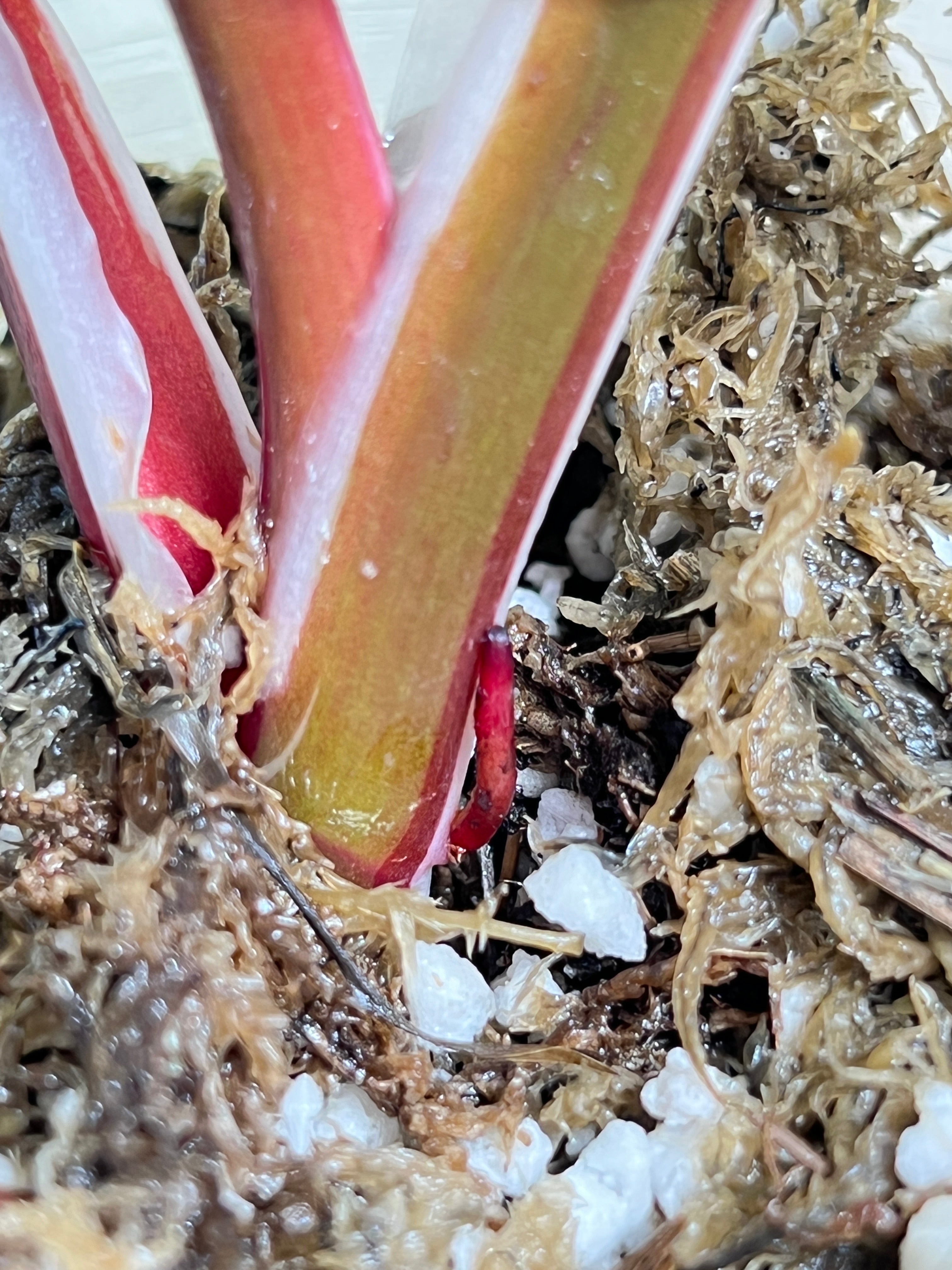 Philodendron White Knight Tricolor Rooting 3 leaves 1 sprout Top Cutting Highly Variegated