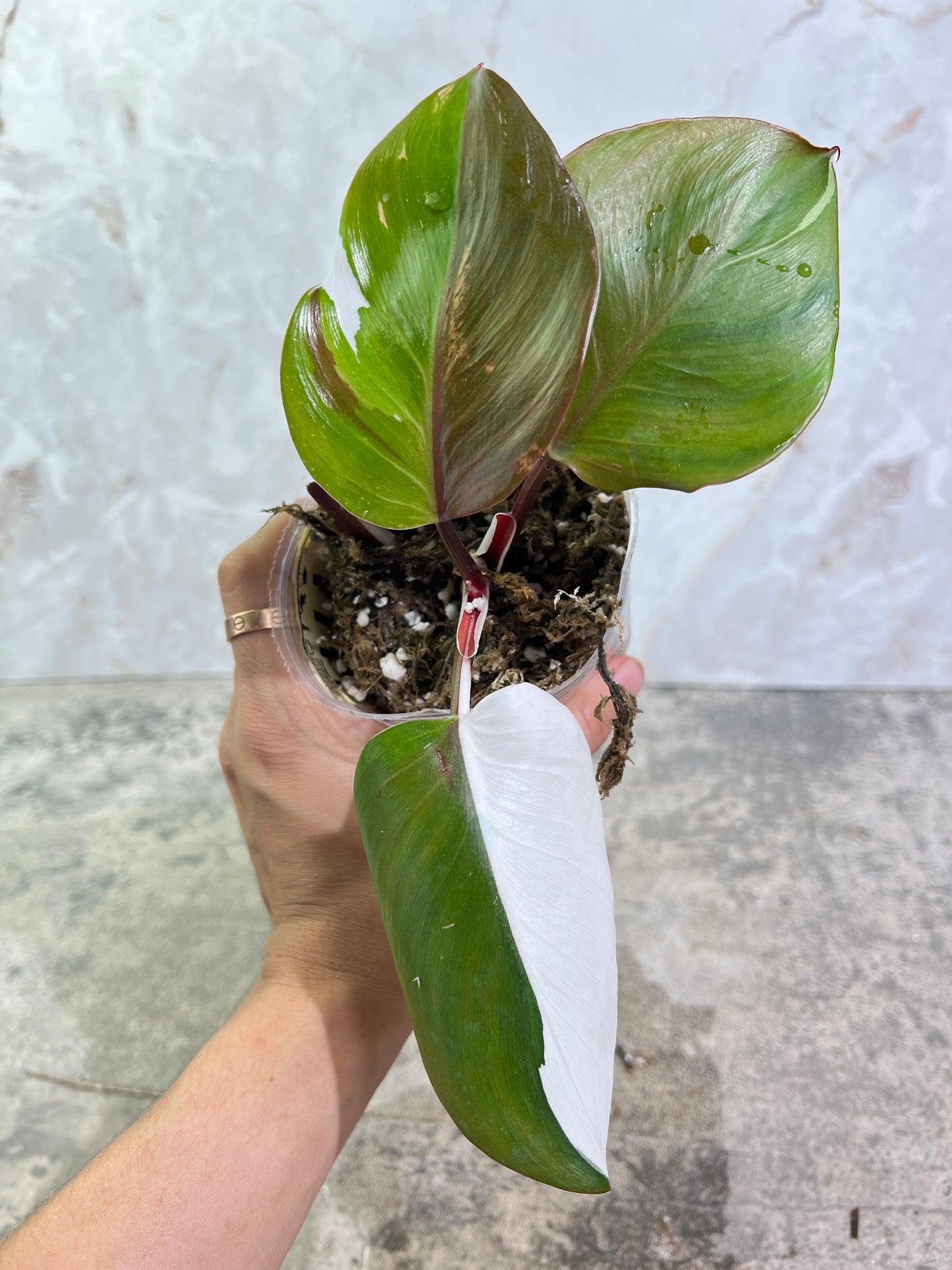 Philodendron White Knight Tricolor Rooting 3 leaves 1 sprout Top Cutting Highly Variegated