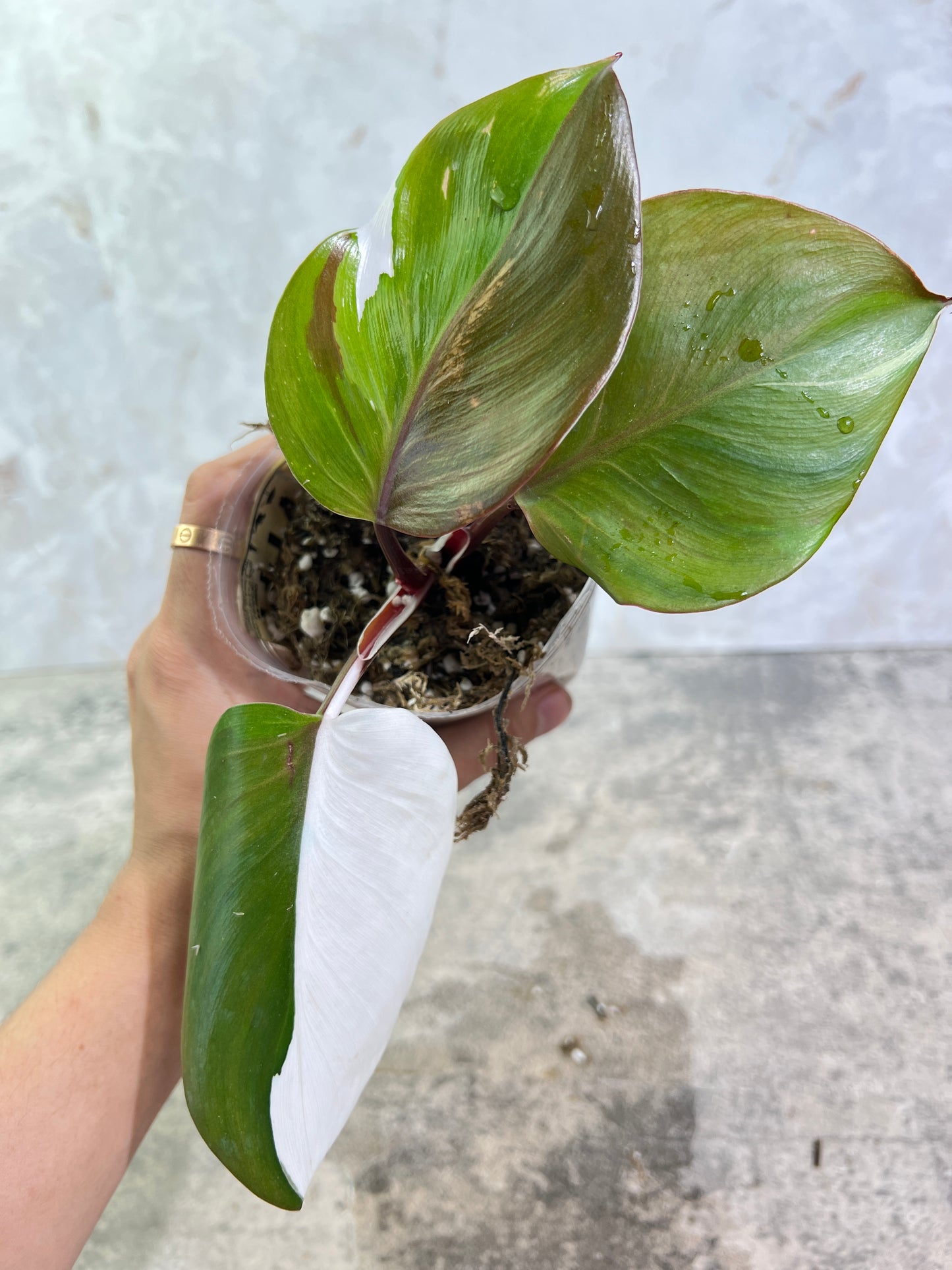 Philodendron White Knight Tricolor Rooting 3 leaves 1 sprout Top Cutting Highly Variegated