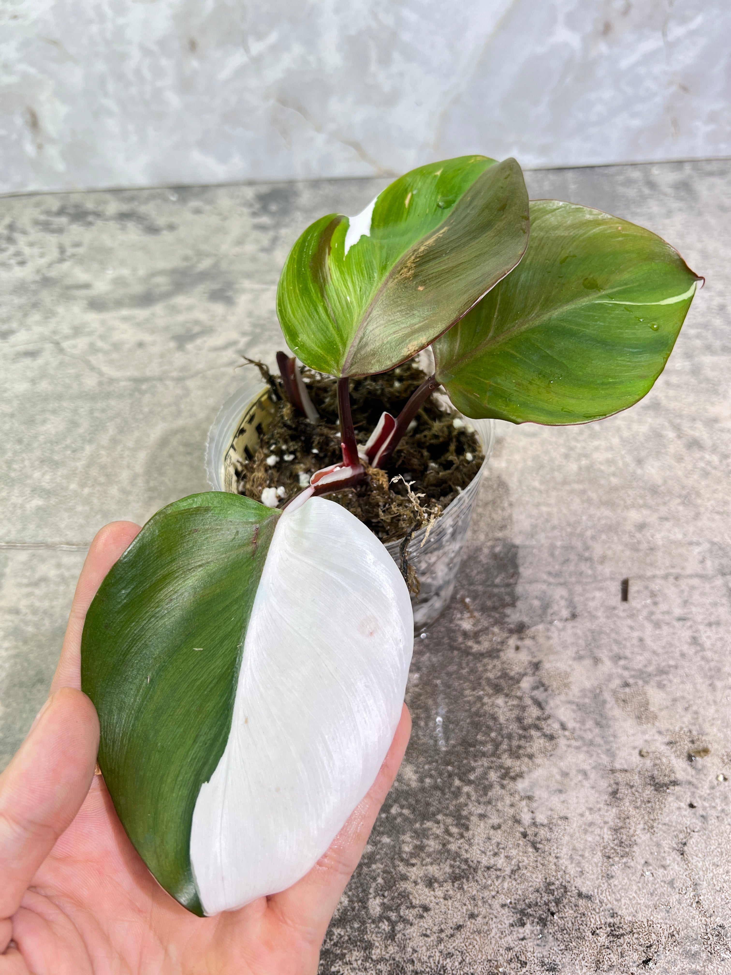 Philodendron White Knight Tricolor Rooting 3 leaves 1 sprout Top Cutting Highly Variegated