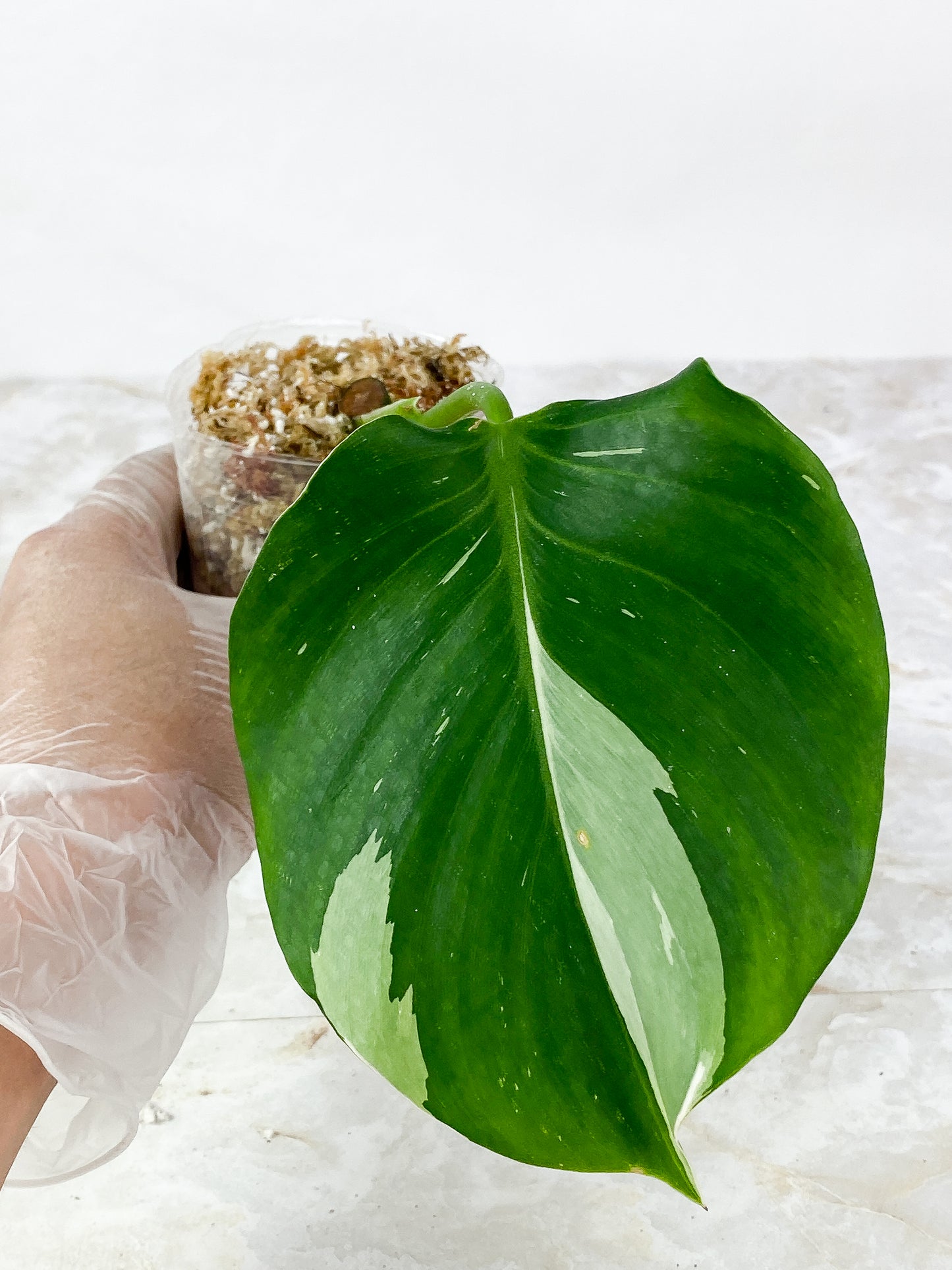Philodendron white wizard 1 leaf Rooting