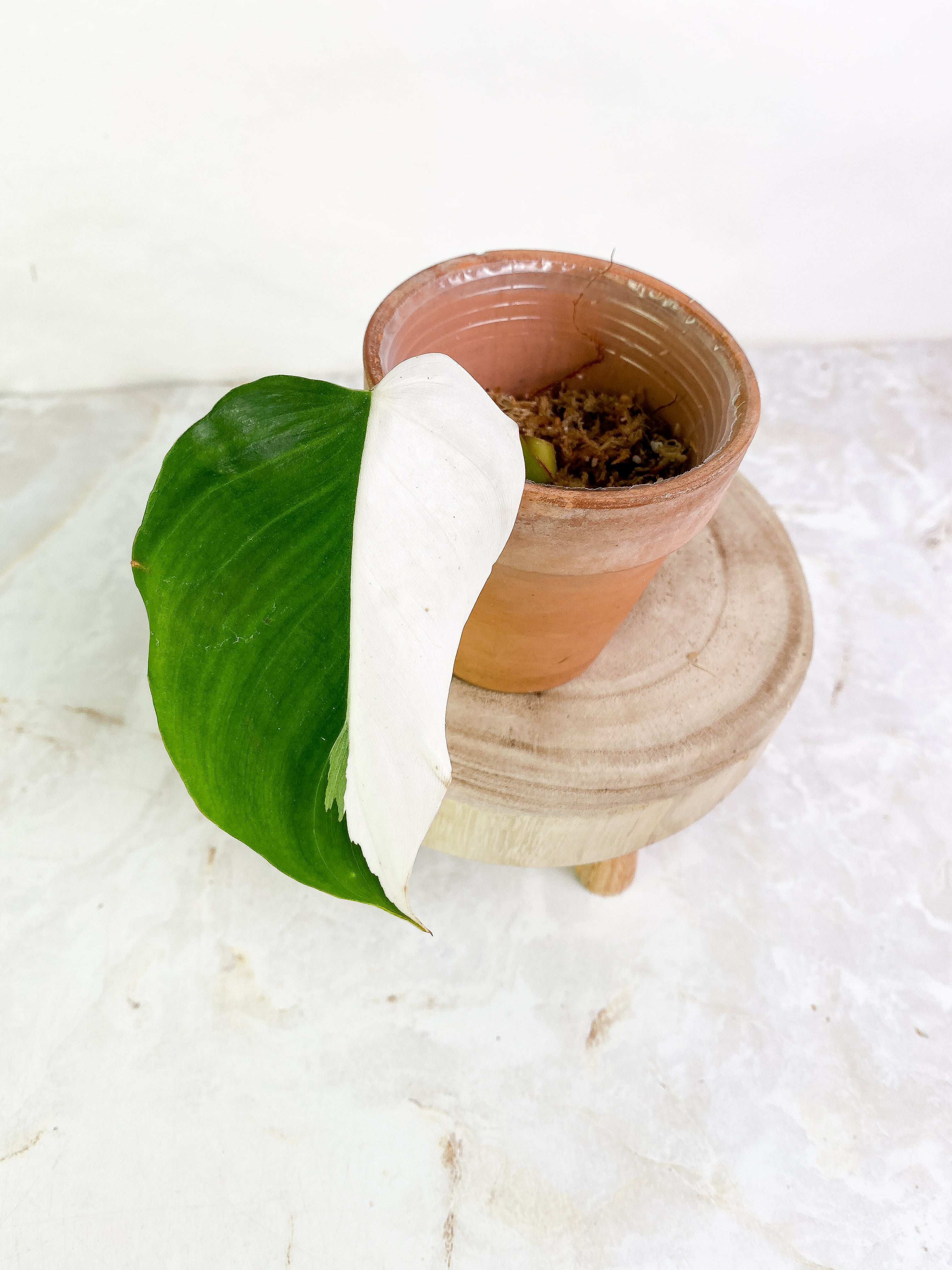 Philodendron White Princess 1 leaf halfmoon Rooting