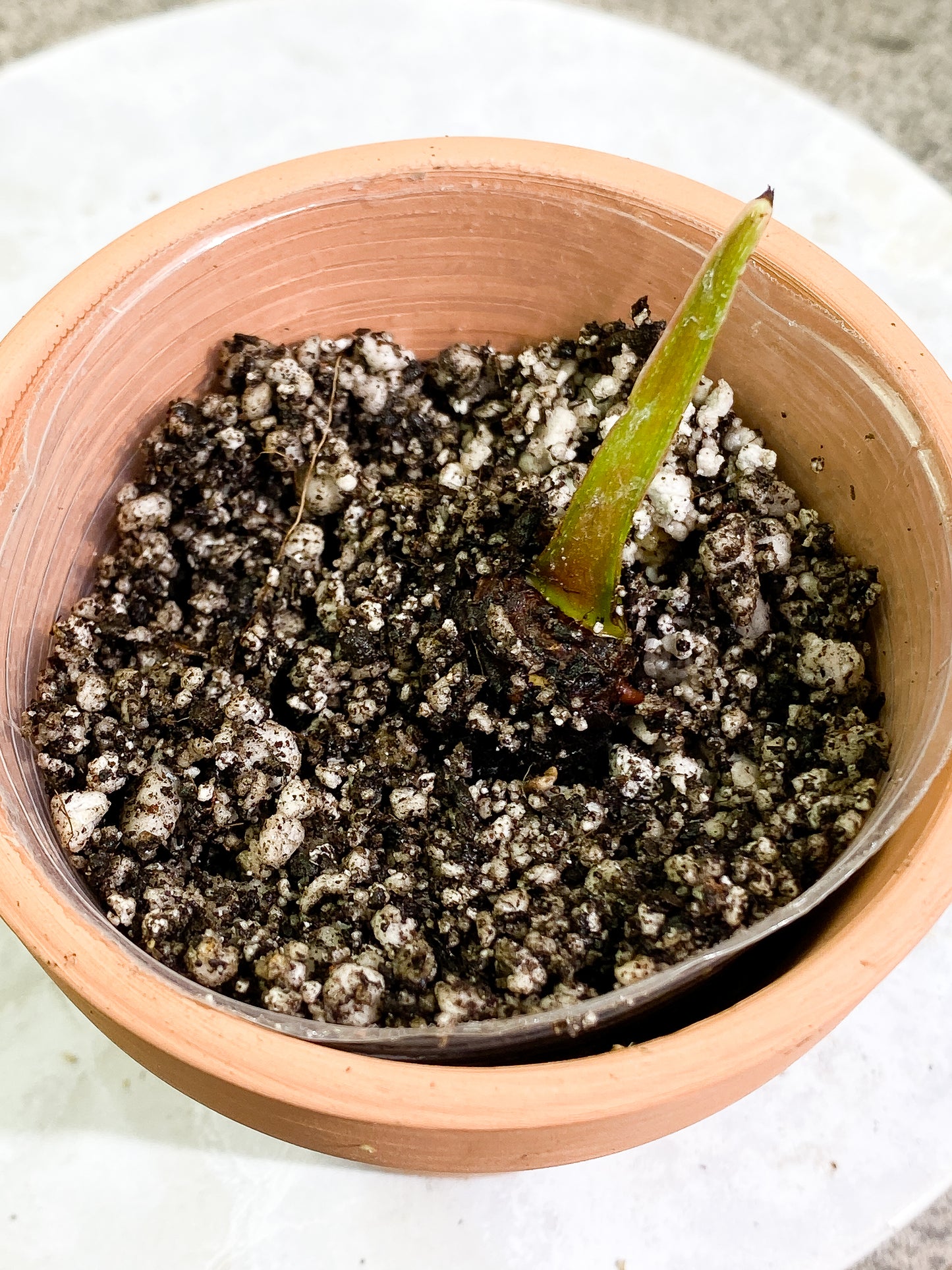 Combo sprout: 1 Philodendron Plowmanii Rooting sprout and 1 Rooting paraiso verde sprout