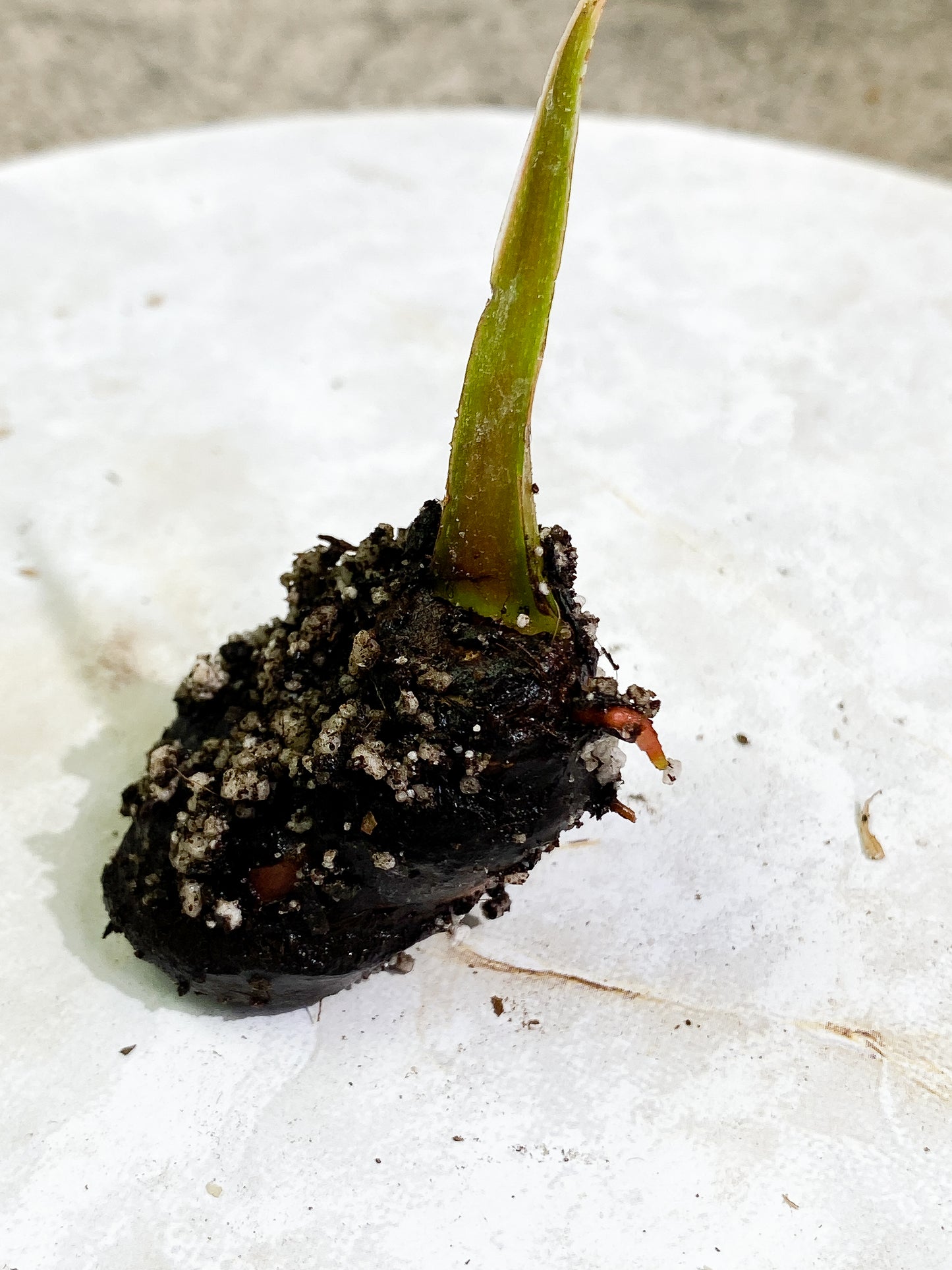 Combo sprout: 1 Philodendron Plowmanii Rooting sprout and 1 Rooting paraiso verde sprout